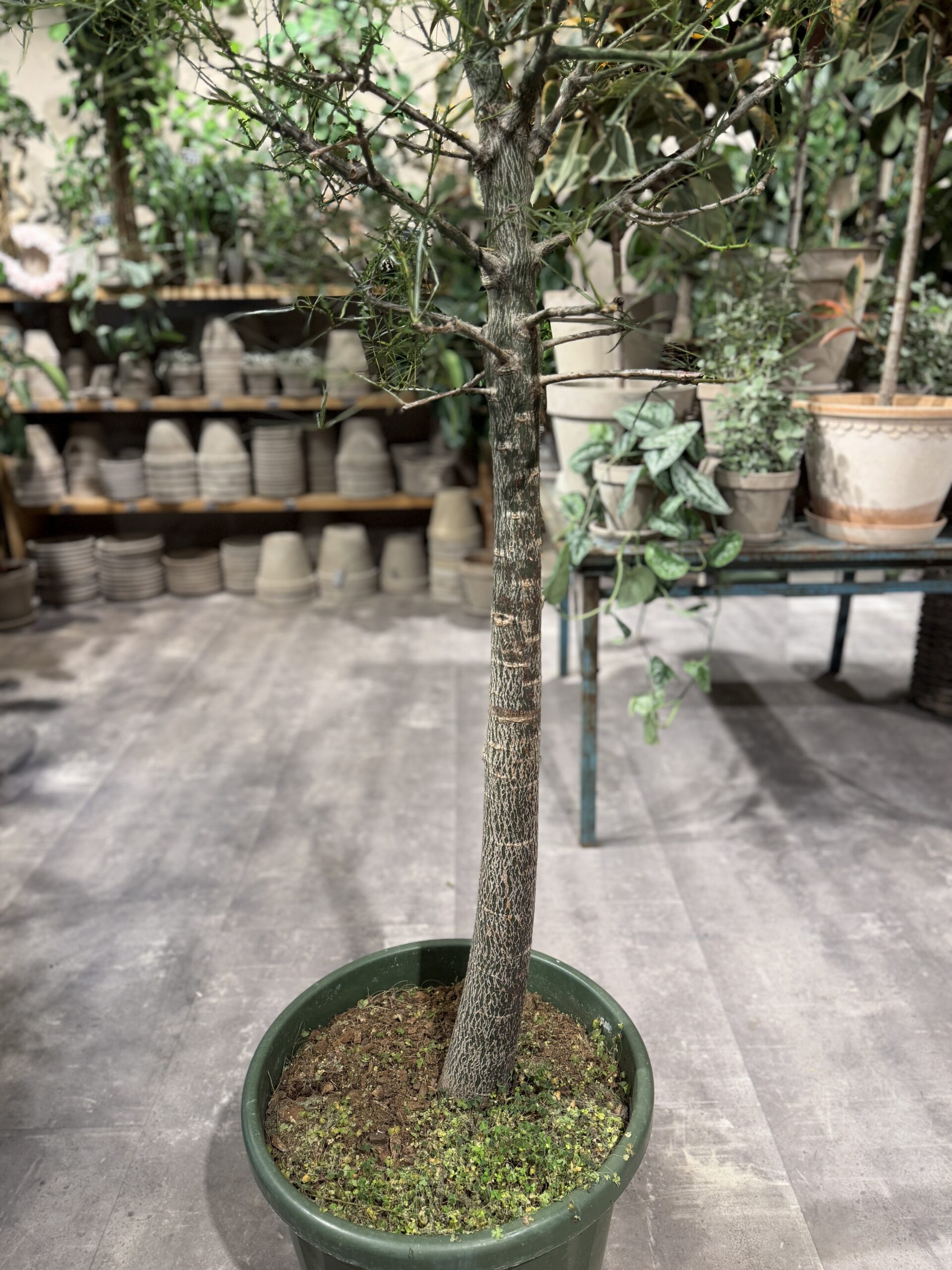 Kærlighedstræ 230 cm. (Stjerneblad) stamme - Australsk kærlighedstræ - Happyflower-dk