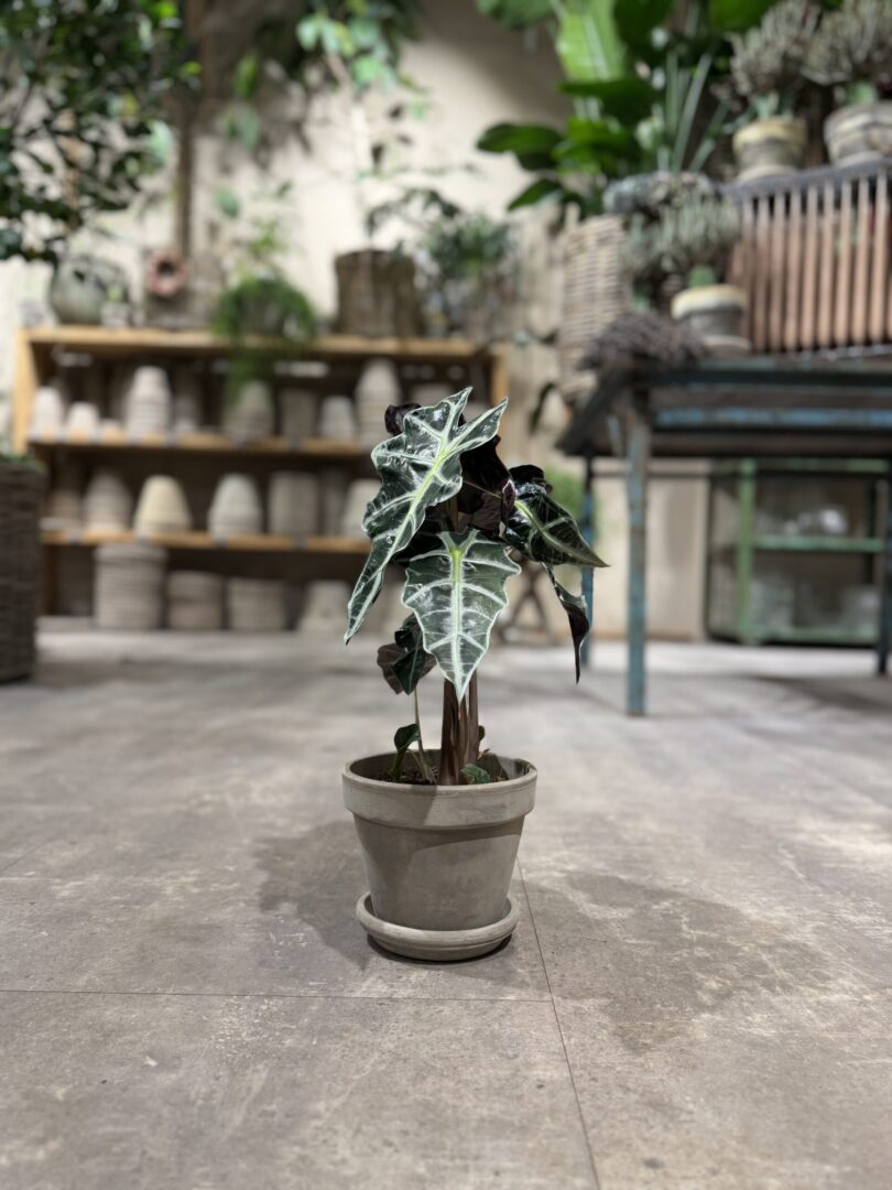 Alocasia Amazonica - Happyflower-dk