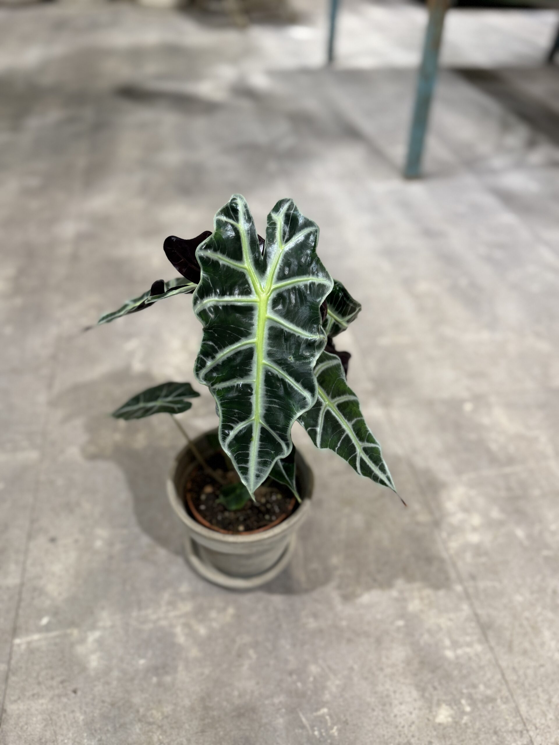 Alocasia Amazonica blad - Happyflower-dk