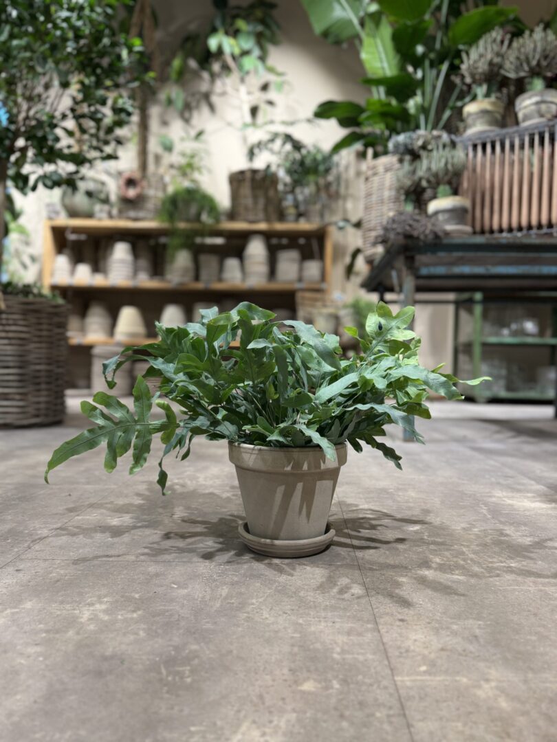 Blå Bregne - Happyflower-dk