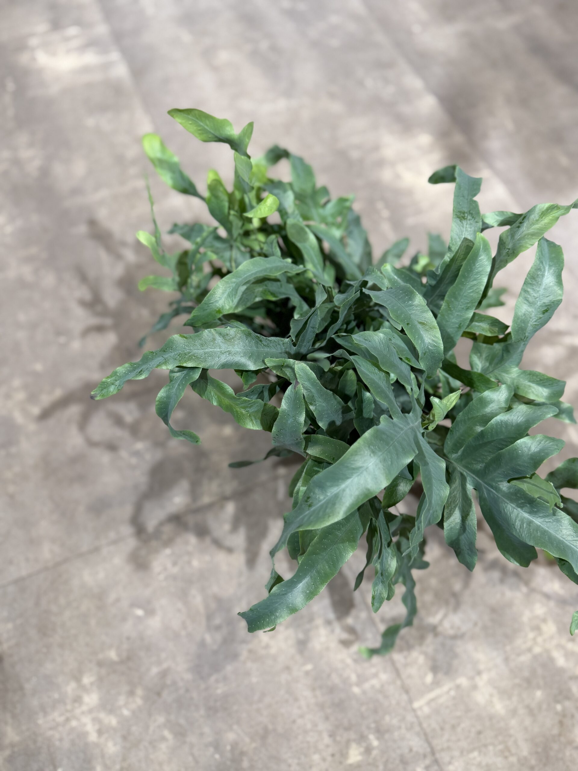 Blå Bregne - Køb Blue Fern - Happyflower-dk