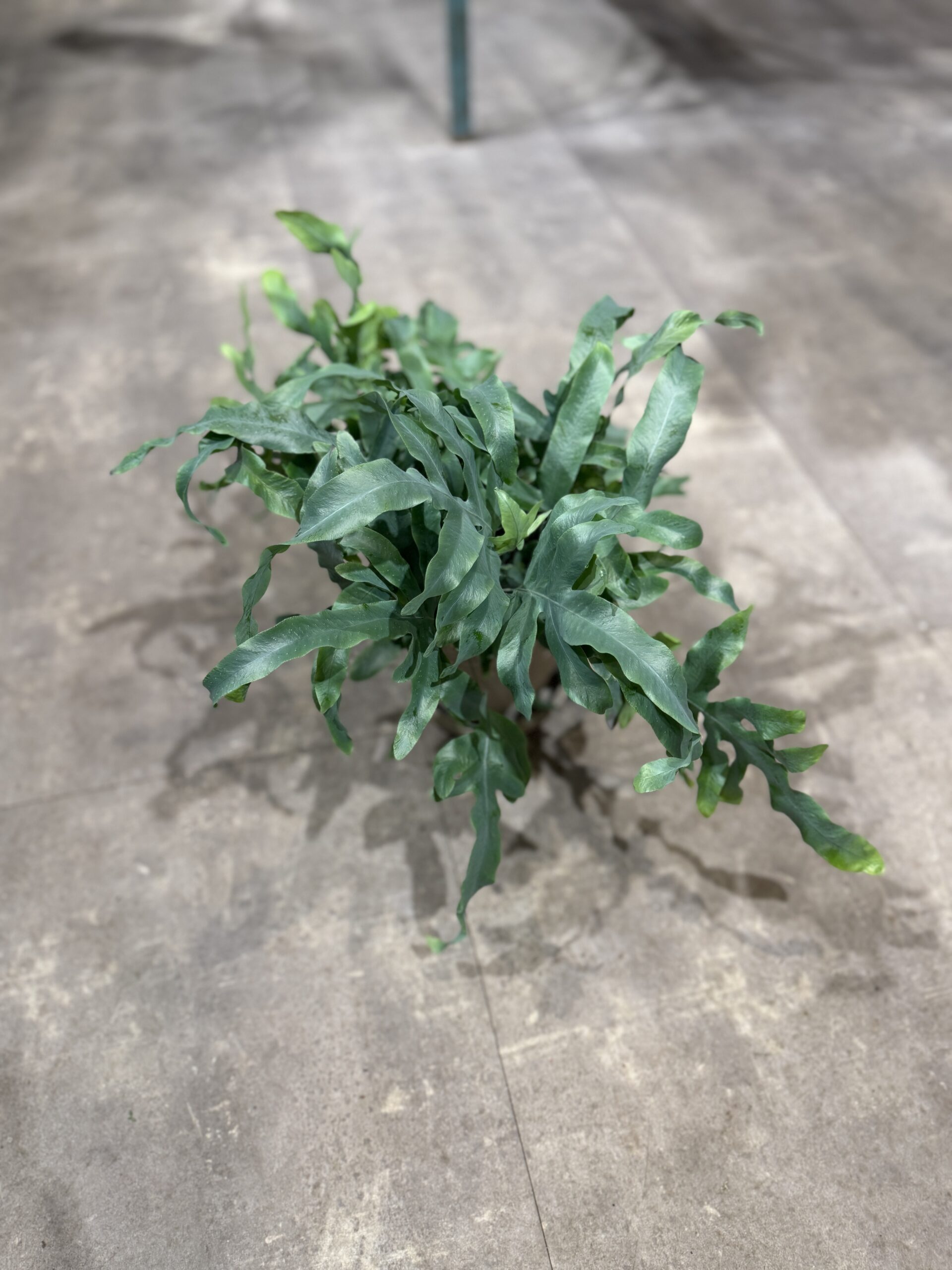 Blå Bregne - Køb Blue Fern stueplante - Happyflower-dk