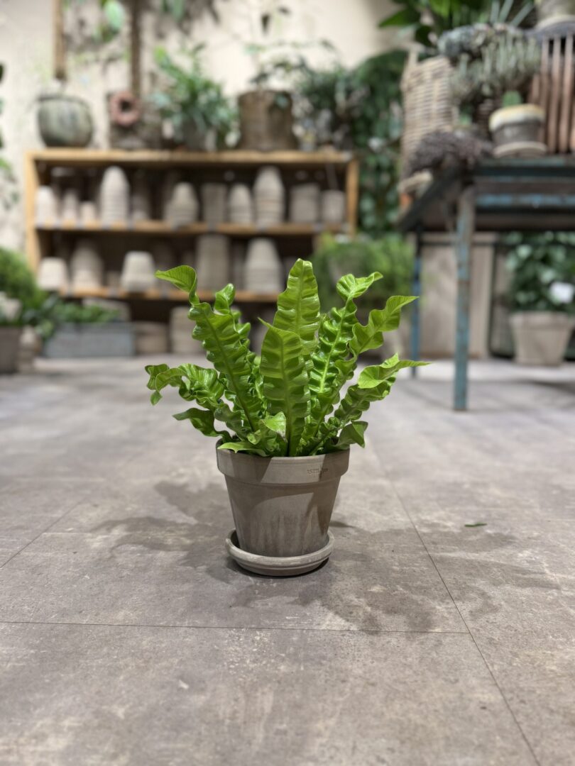 Fugleredebregne - Happyflower-dk