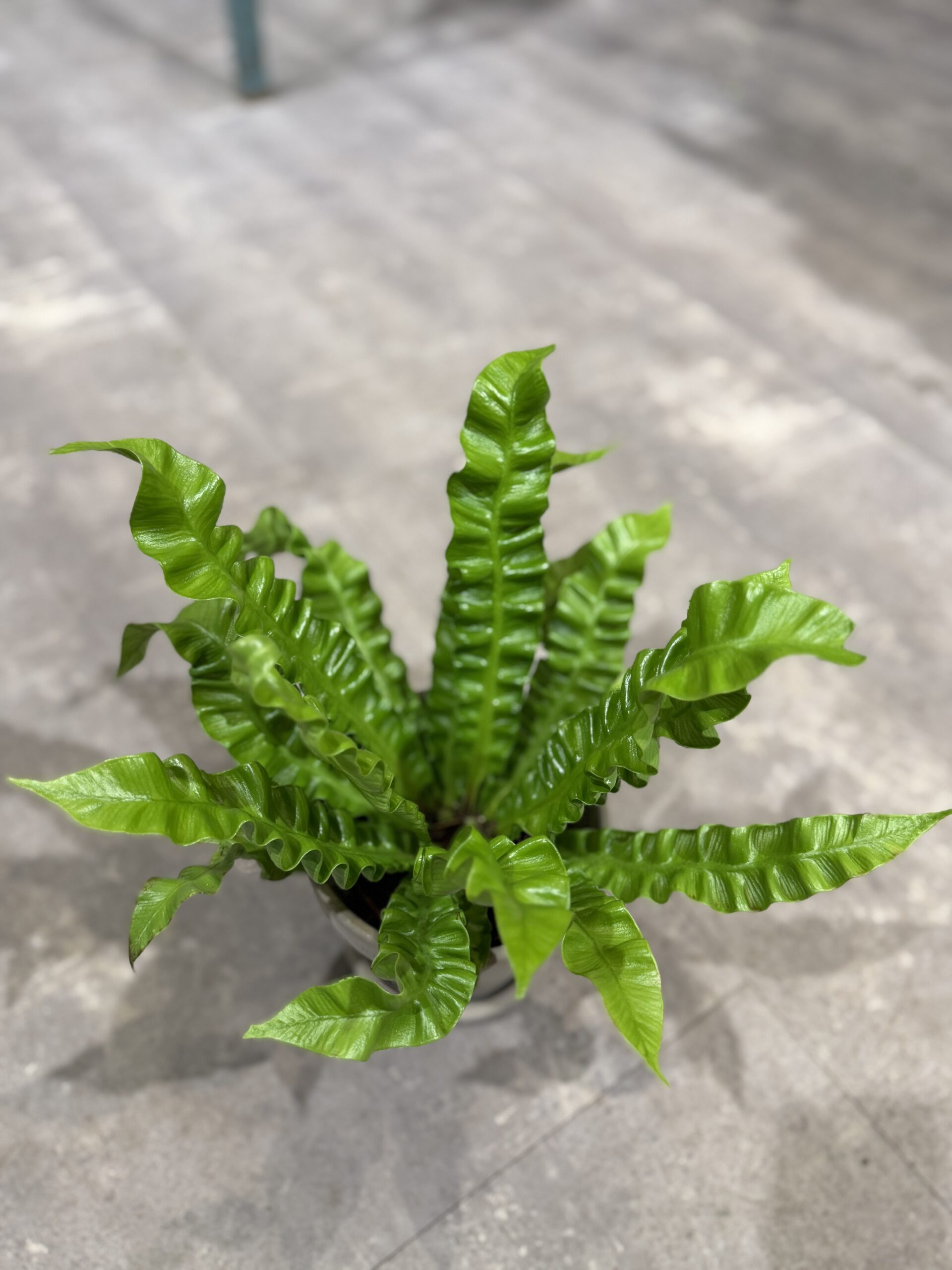 Fugleredebregne blade - Happyflower-dk