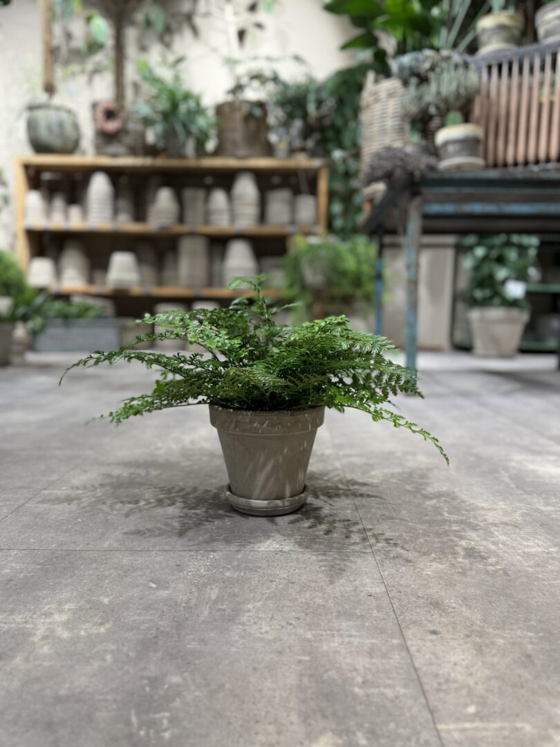 Kaninbregne - Happyflower-dk