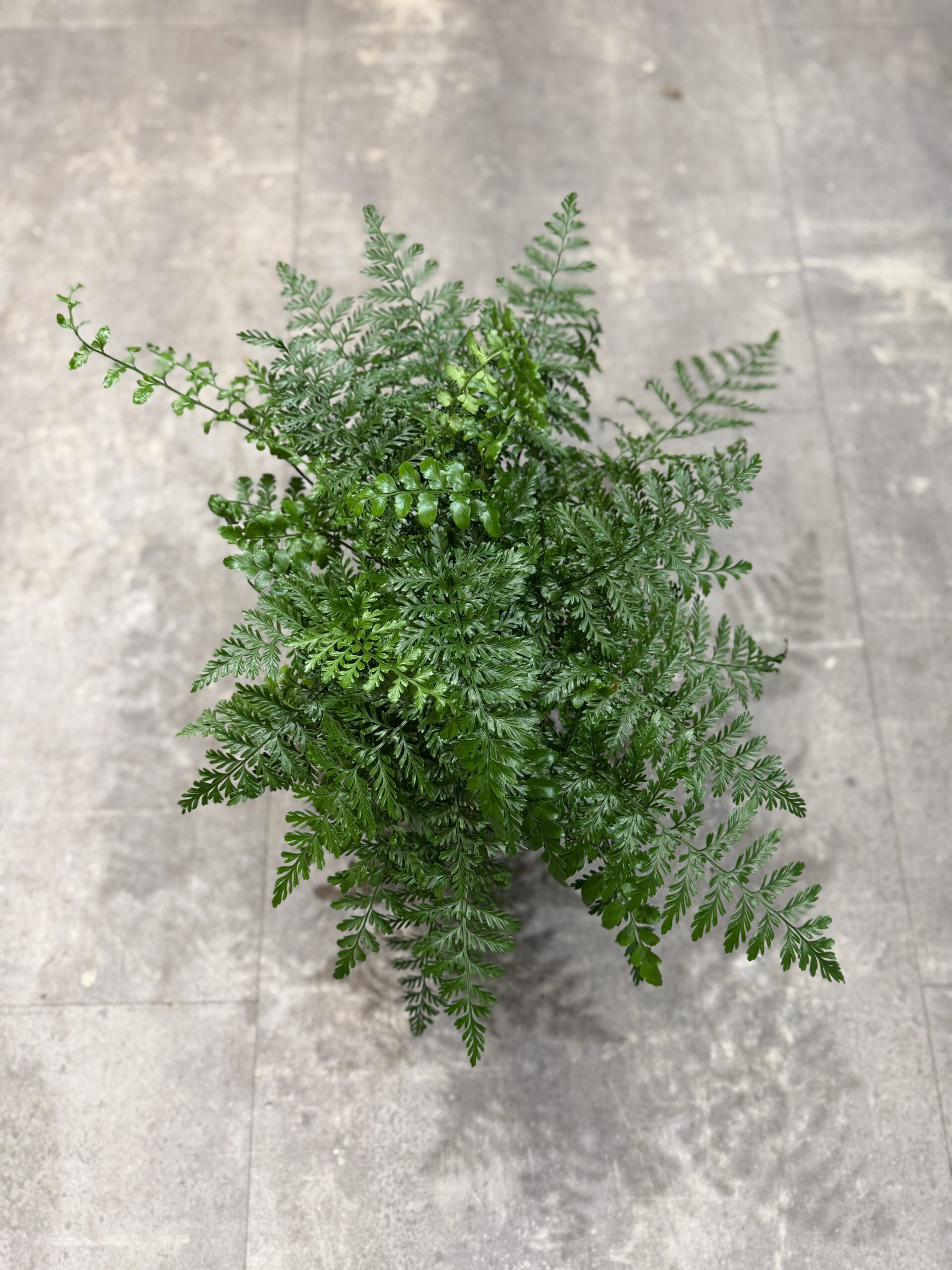 Kaninbregne blade - Happyflower-dk