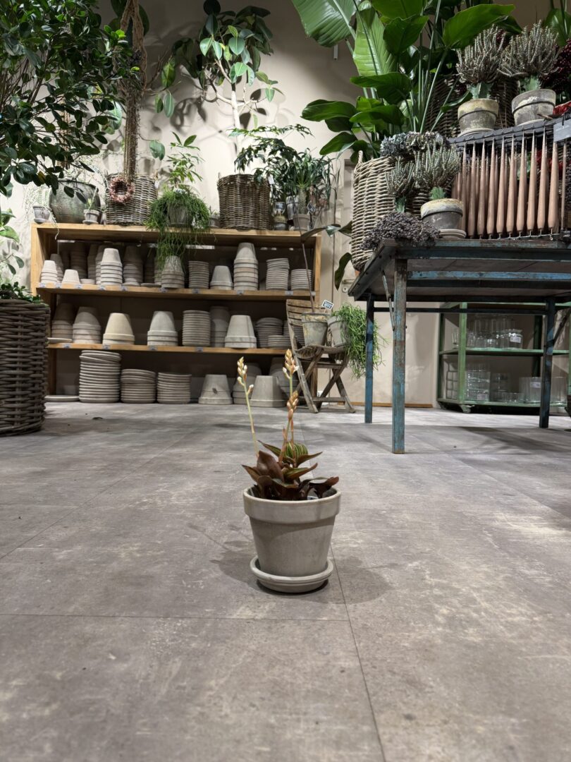 Ludisia - Happyflower-dk