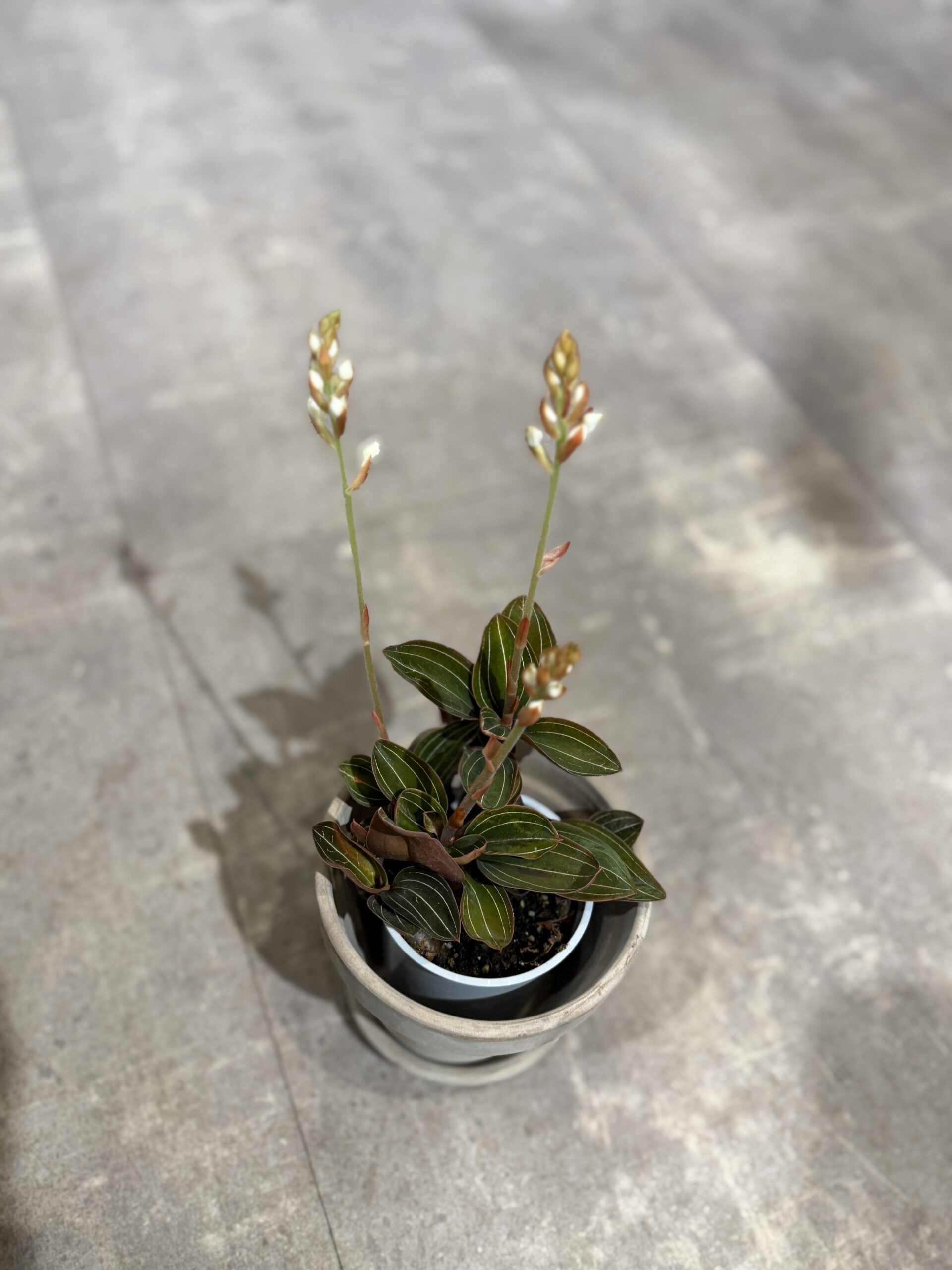 Ludisia - Køb stueplanter - Happyflower-dk