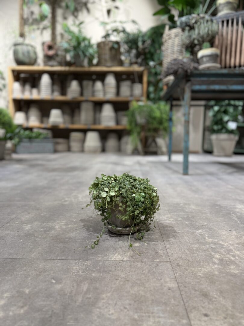 Peperomia - Happyflower-dk