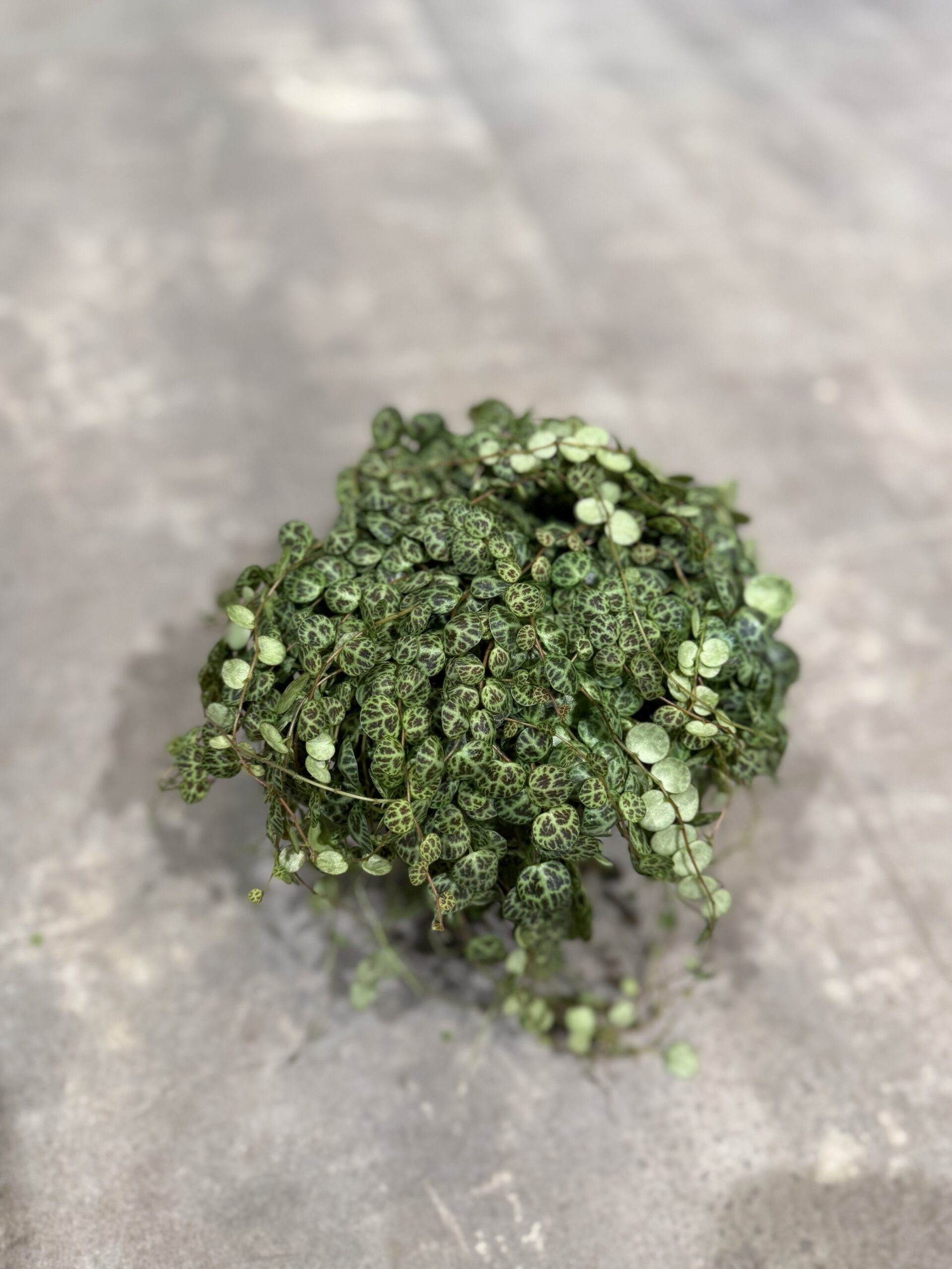 Peperomia - Peperomia planter - Happyflower-dk