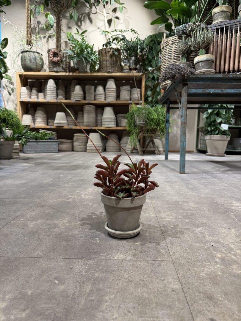 Peperomia Ruby Glow - Happyflower-dk