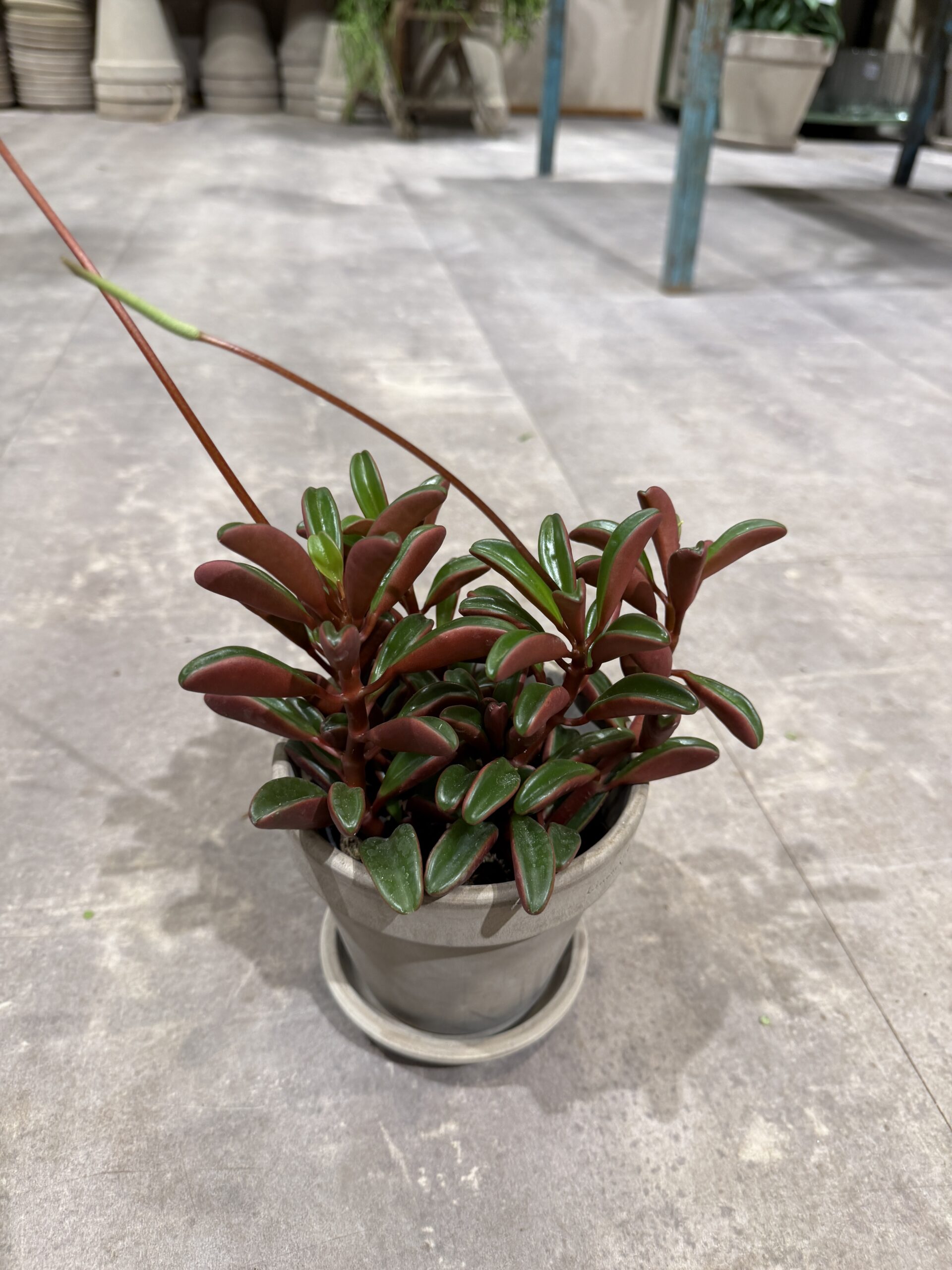 Peperomia Ruby Glow blade - Happyflower-dk
