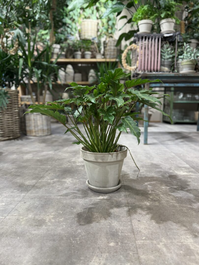 Philodendron Xanadu - Happyflower-dk