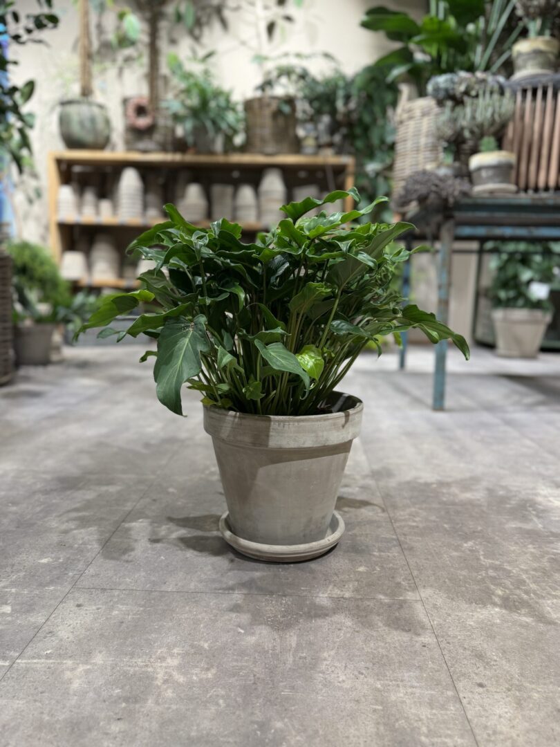 Philodendron Xanadu - Happyflower-dk