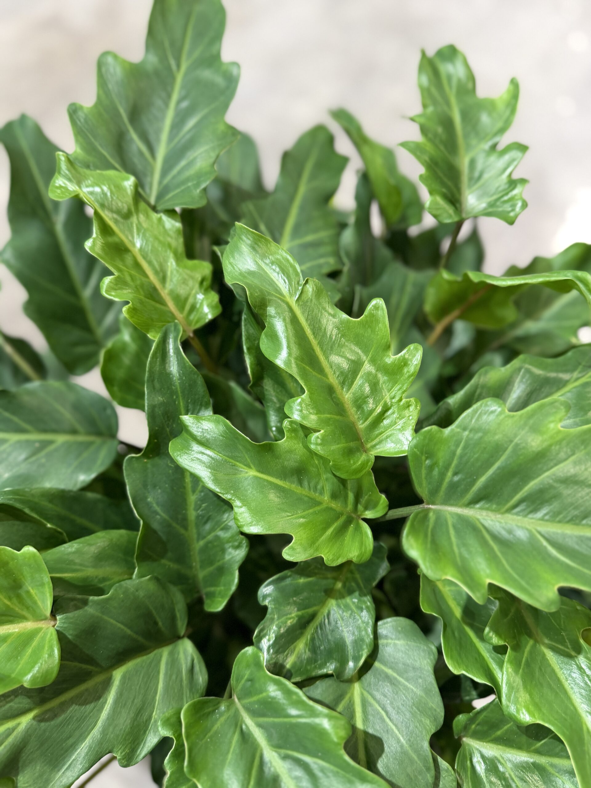 Philodendron Xanadu - Køb Philodendron Xanadu - Happyflower-dk