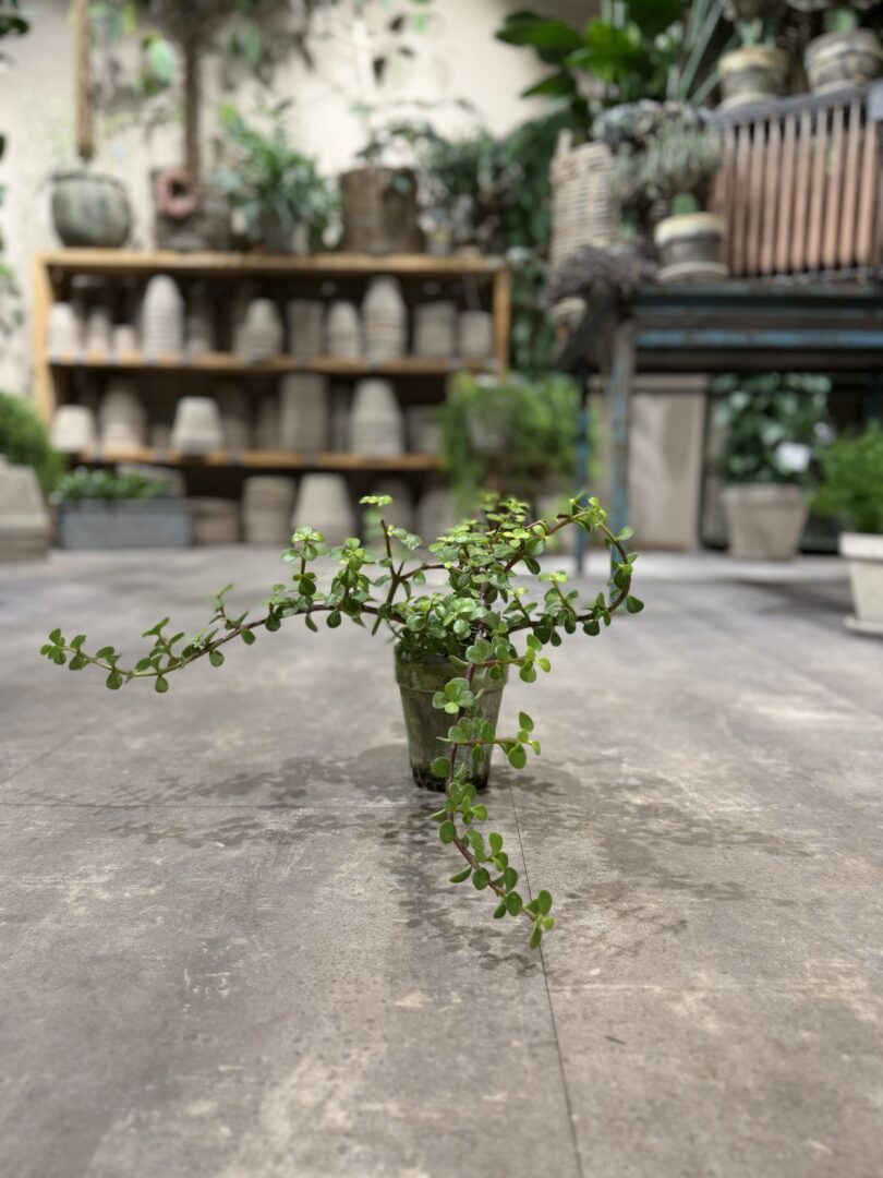 Portulacaria fra dansk gartner - Happyflower-dk