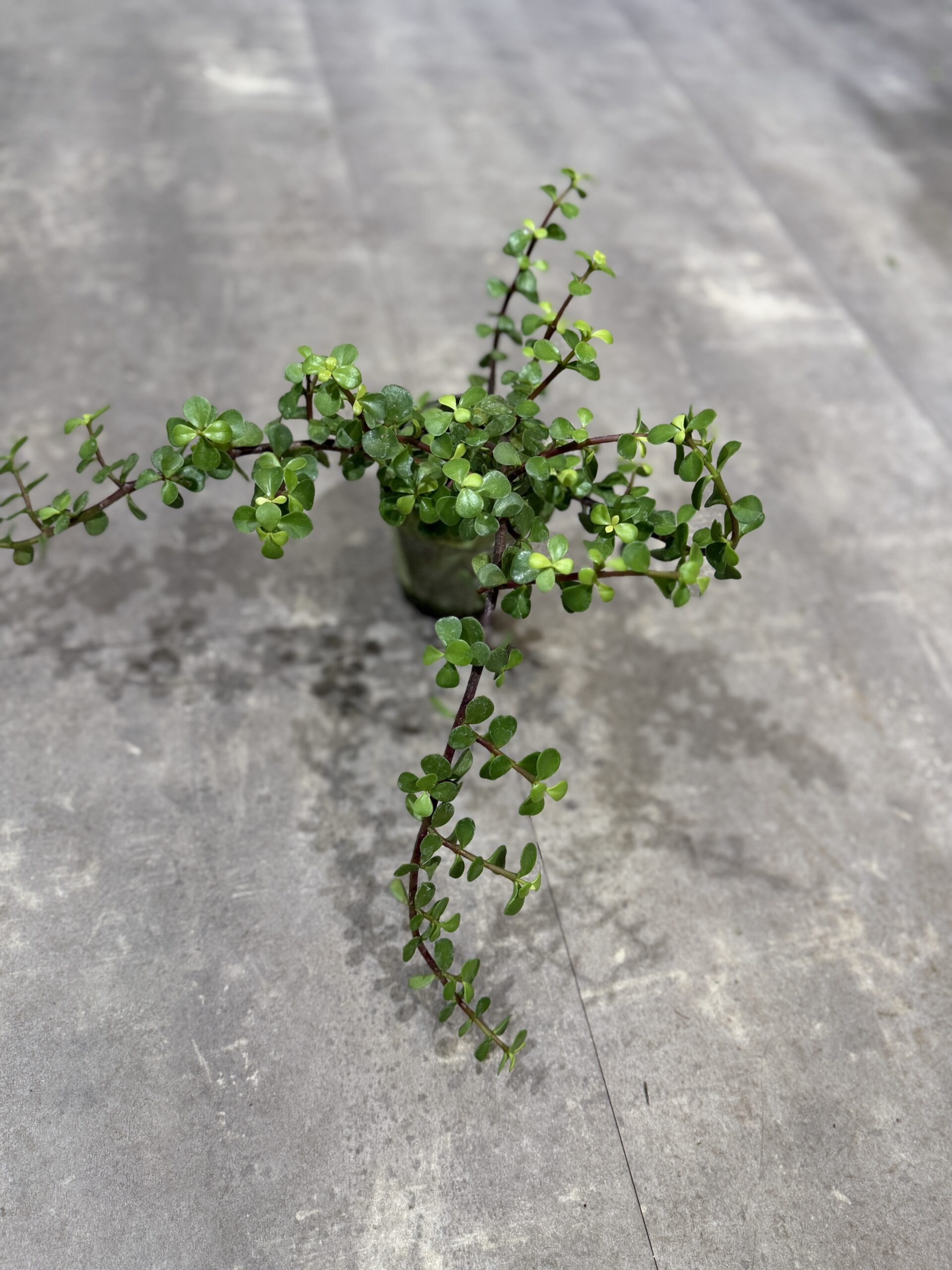 Portulacaria fra dansk gartner blade - Happyflower-dk