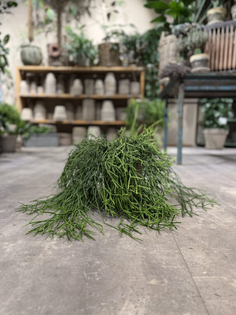 Rhipsalis-Clavata-Happyflower-dk-scaled-810x1080