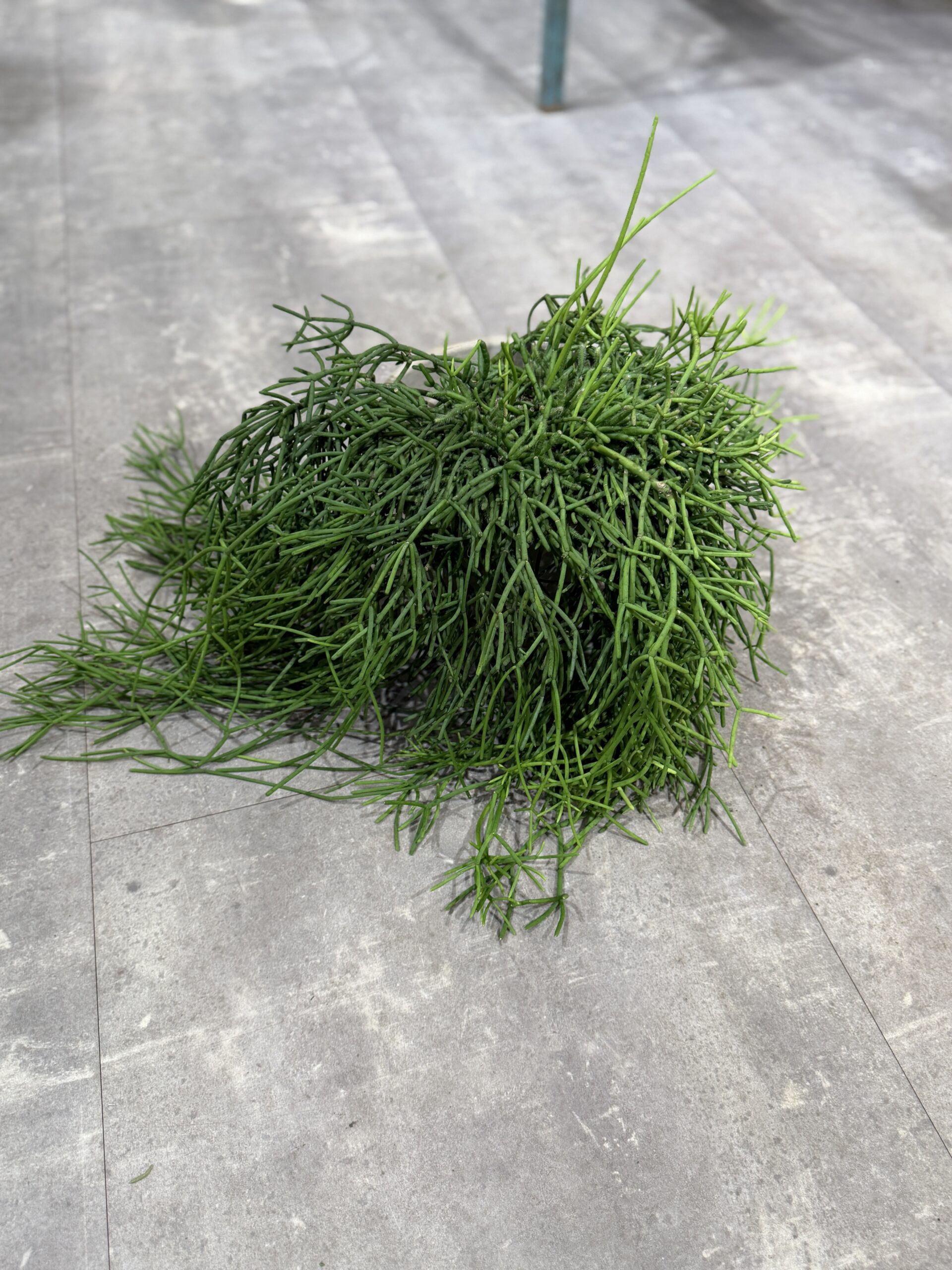 Rhipsalis Clavata - Køb stue planter online - Happyflower-dk