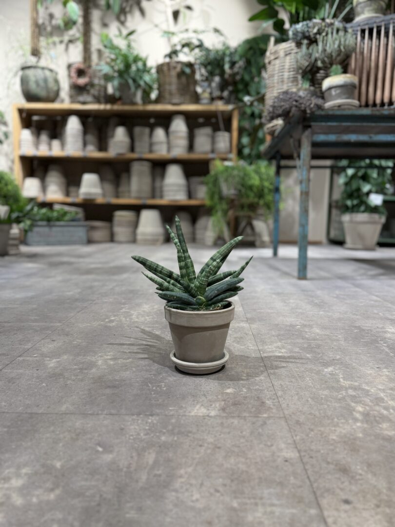 Sanseviera Boncellinsis - Happyflower-dk