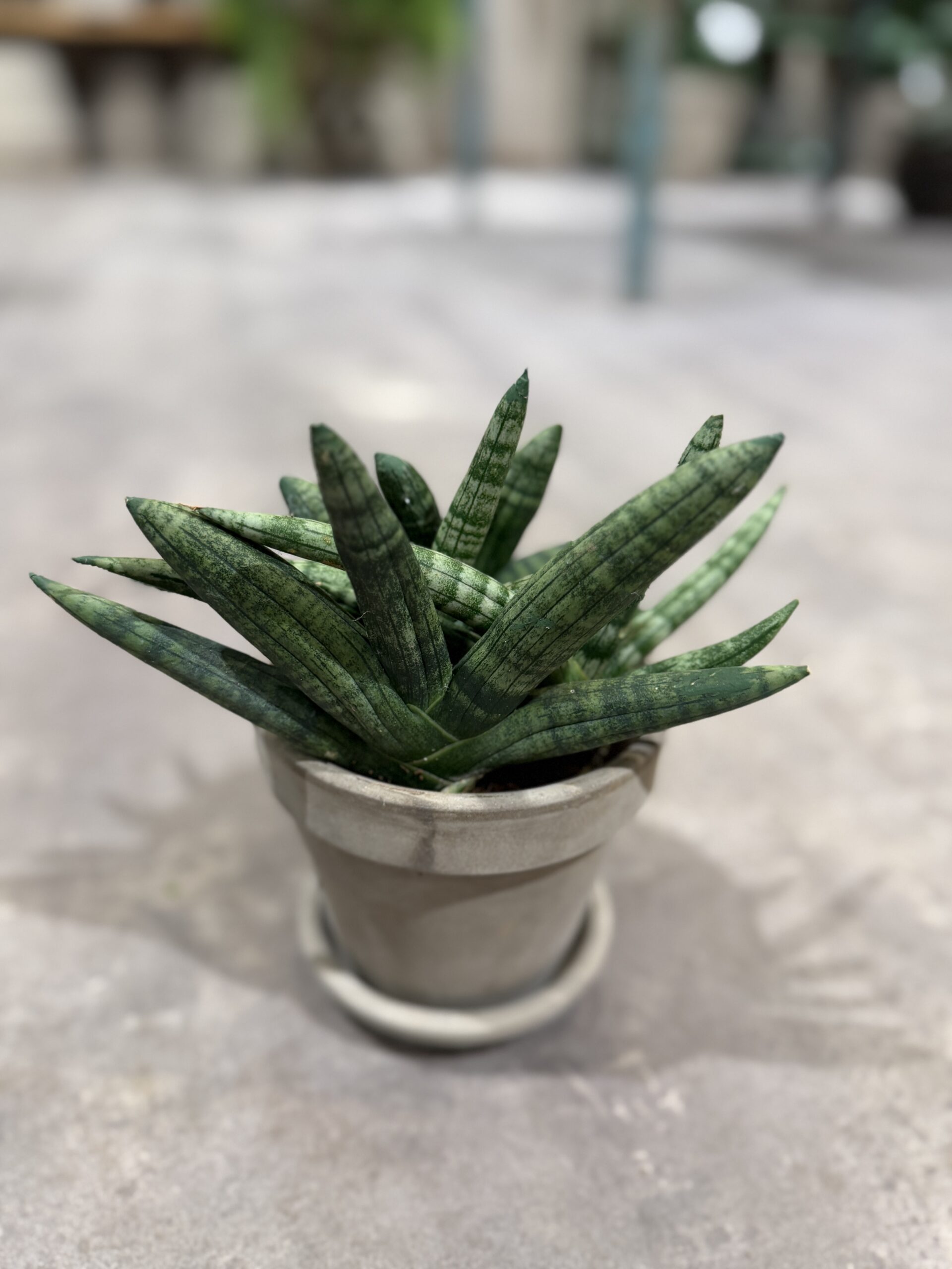 Sanseviera Boncellinsis - Køb planter online - Happyflower-dk