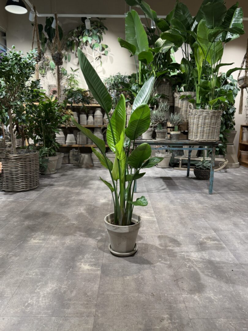 Strelitzia Nicolai 140-160 cm. - Strelitzia Nicolai planter - Happyflower-dk