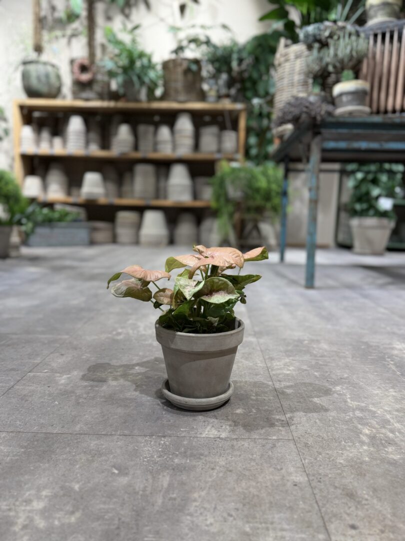 Syngonium lyserød - Happyflower-dk
