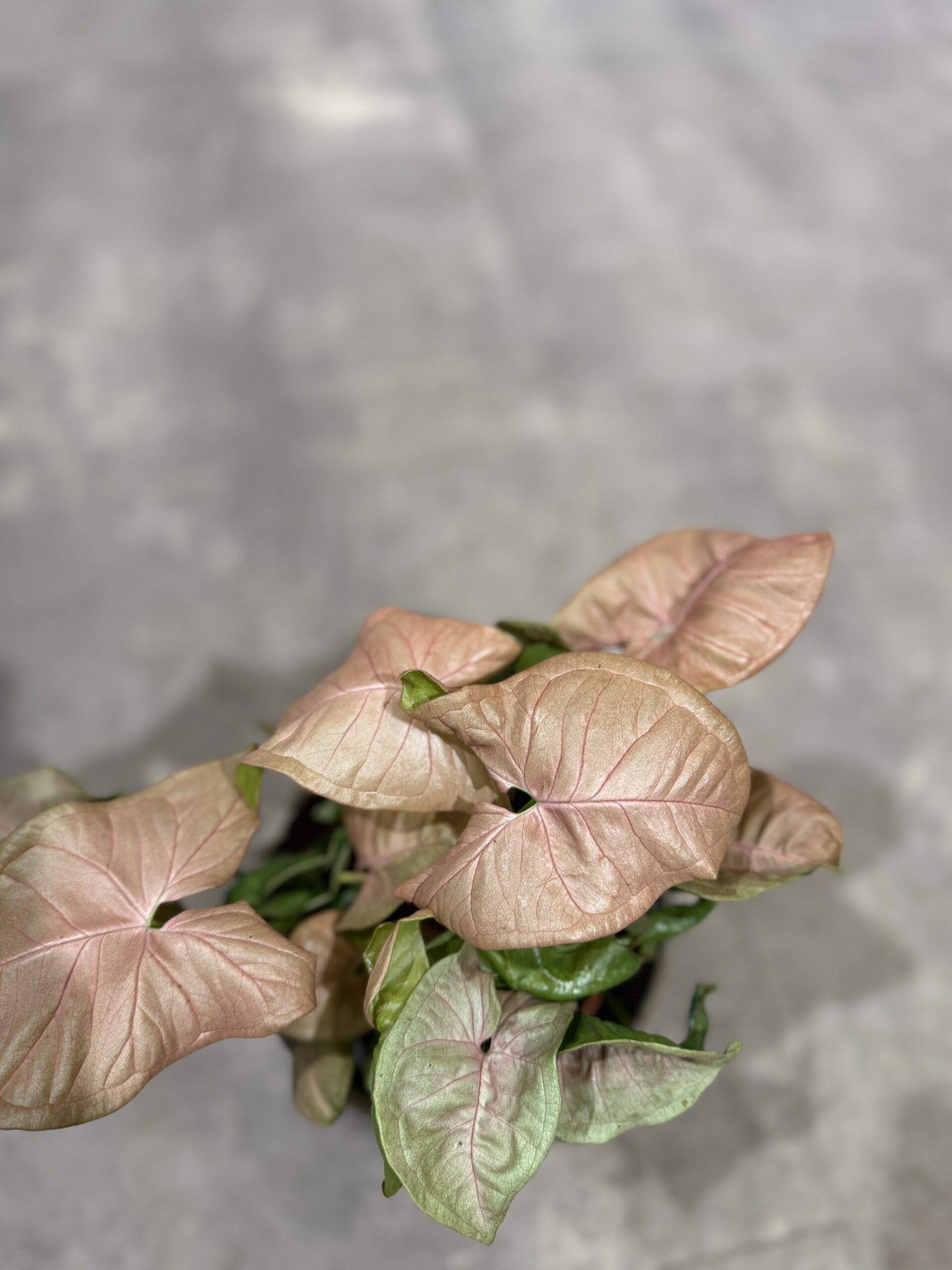 Syngonium lyserød blade - Køb Planter - Happyflower-dk