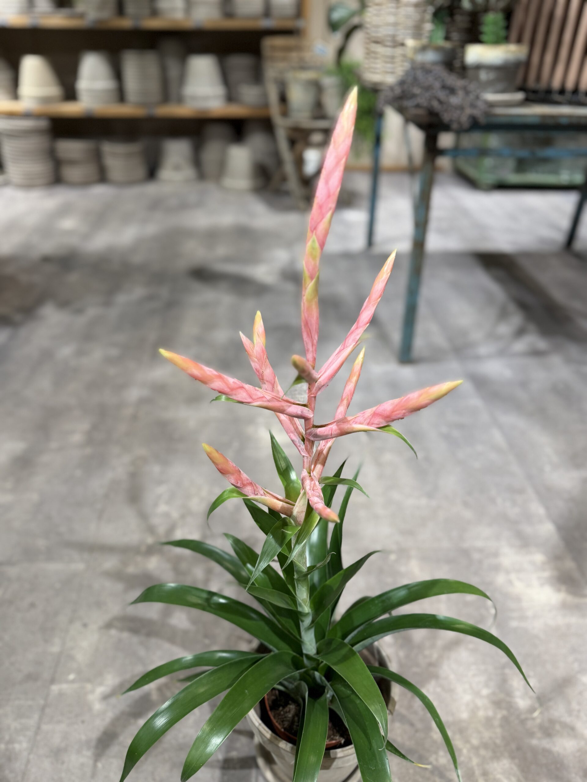 Thilandsia - Køb stueplanter online - Happyflower-dk