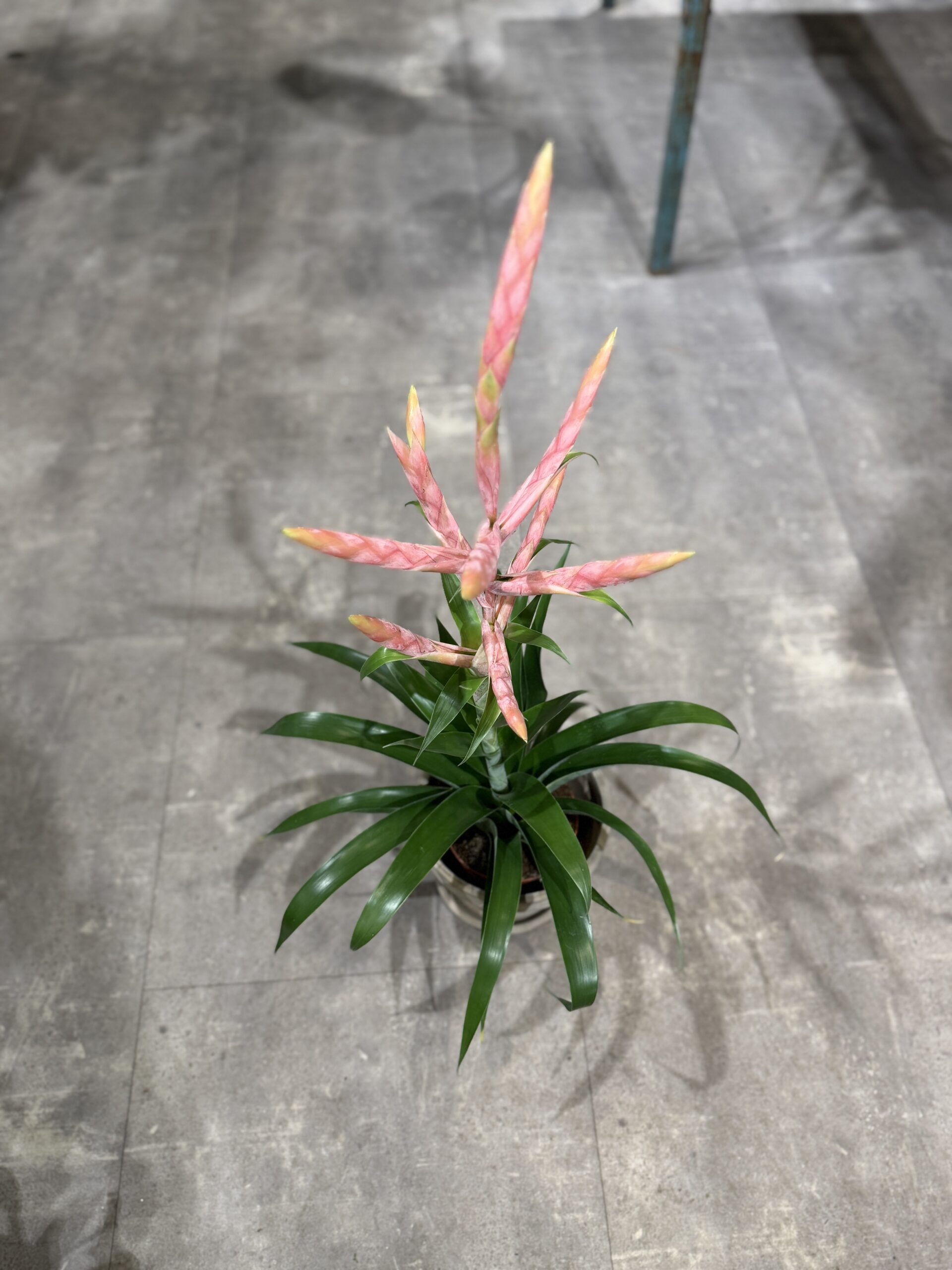 Thilandsia blomst - Happyflower-dk