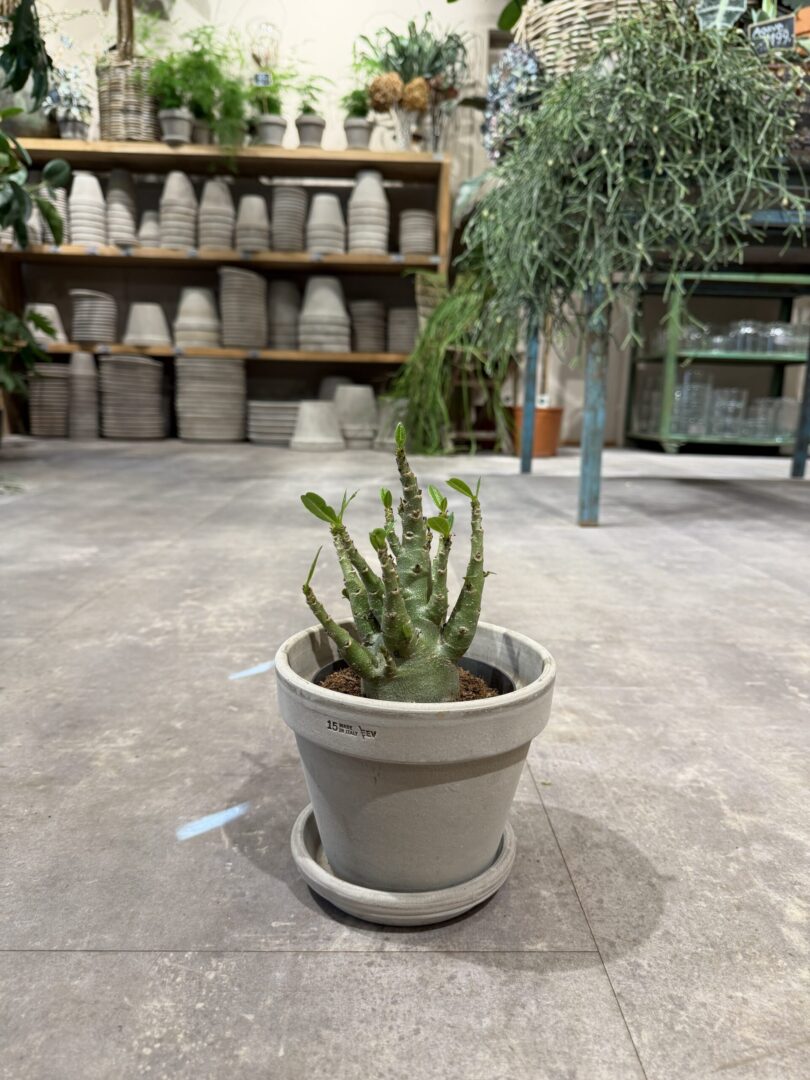 Adenium Ansu Baobab - Happyflower-dk
