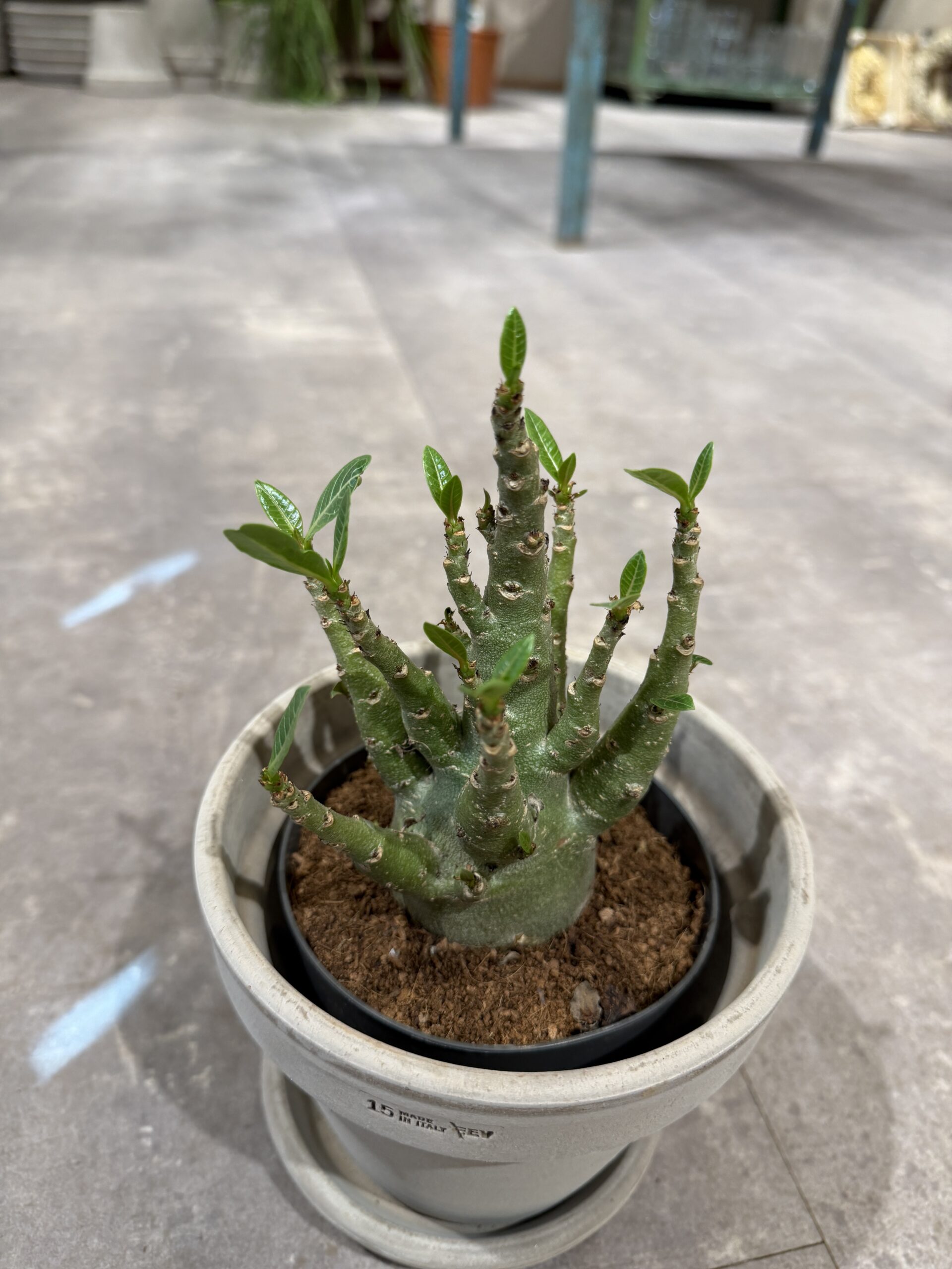 Adenium Ansu Baobab - Koeb stueplanter online - Happyflower-dk