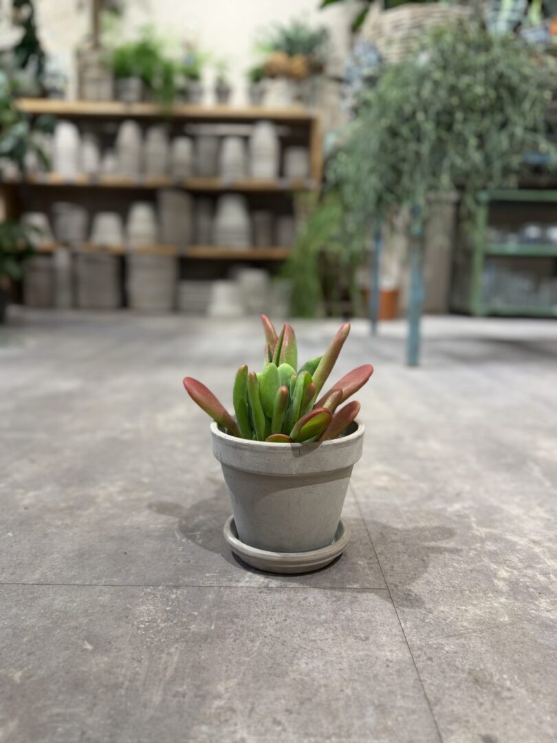 Kalanchoe Oricula - Happyflower-dk