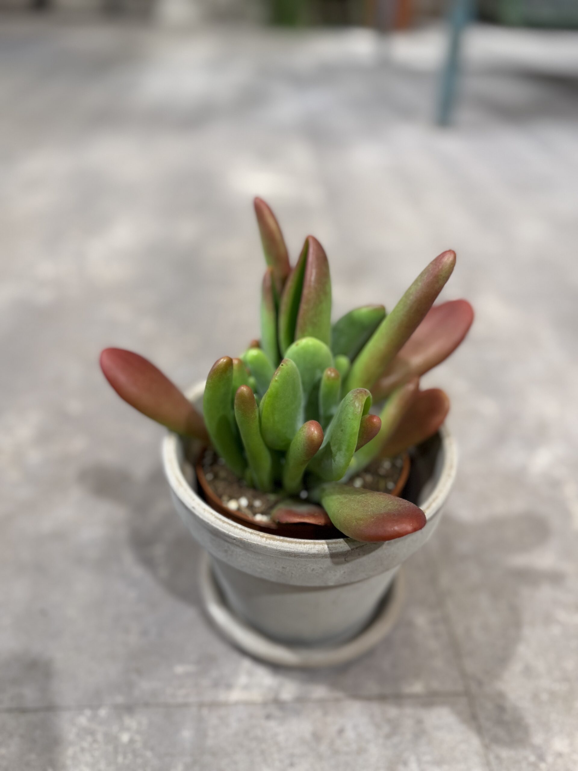 Kalanchoe Oricula - Køb stueplanter - Happyflower-dk