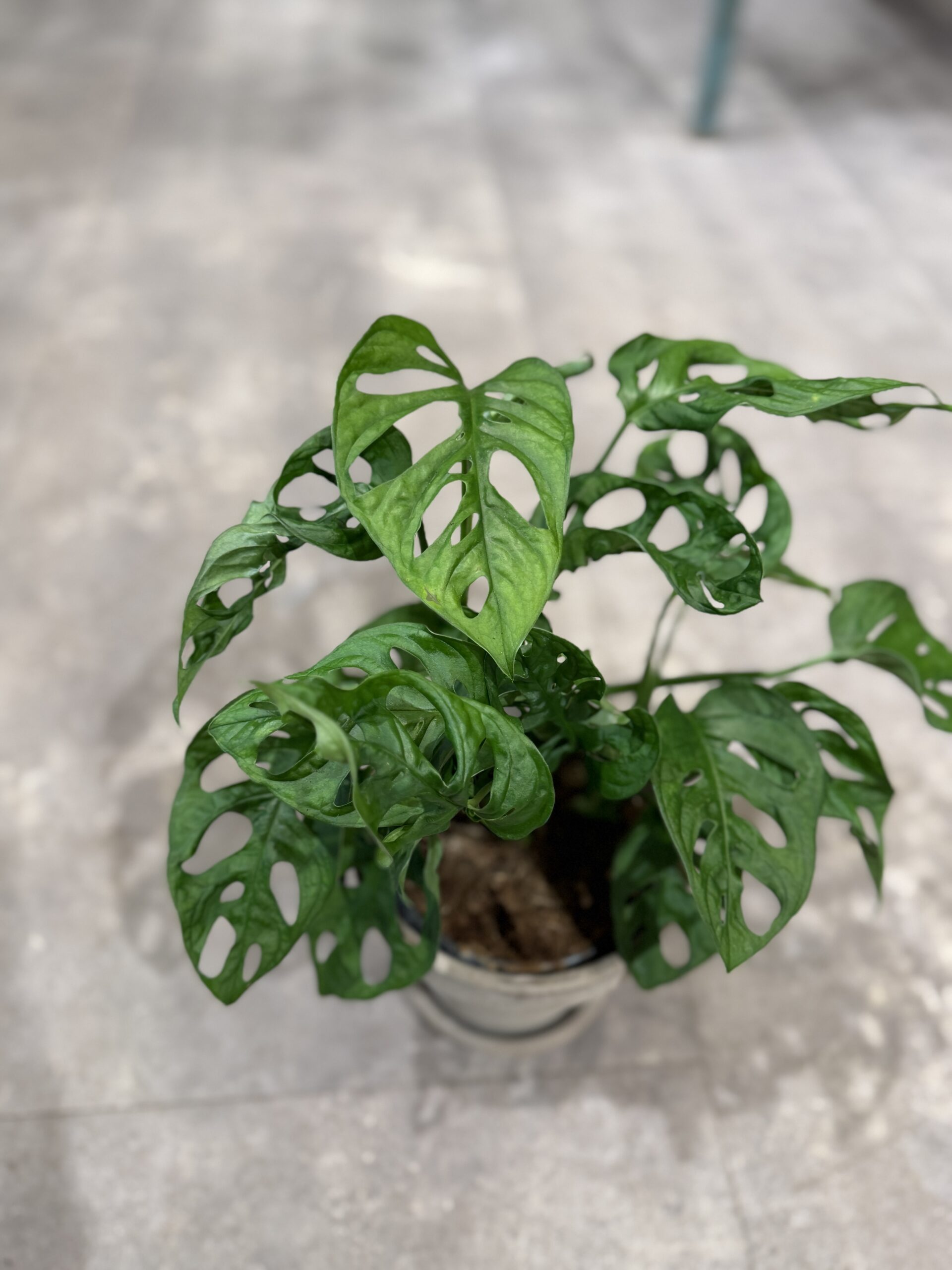 Monstera Monkey Mask - Køb Monstera stueplanter - Happyflower-dk