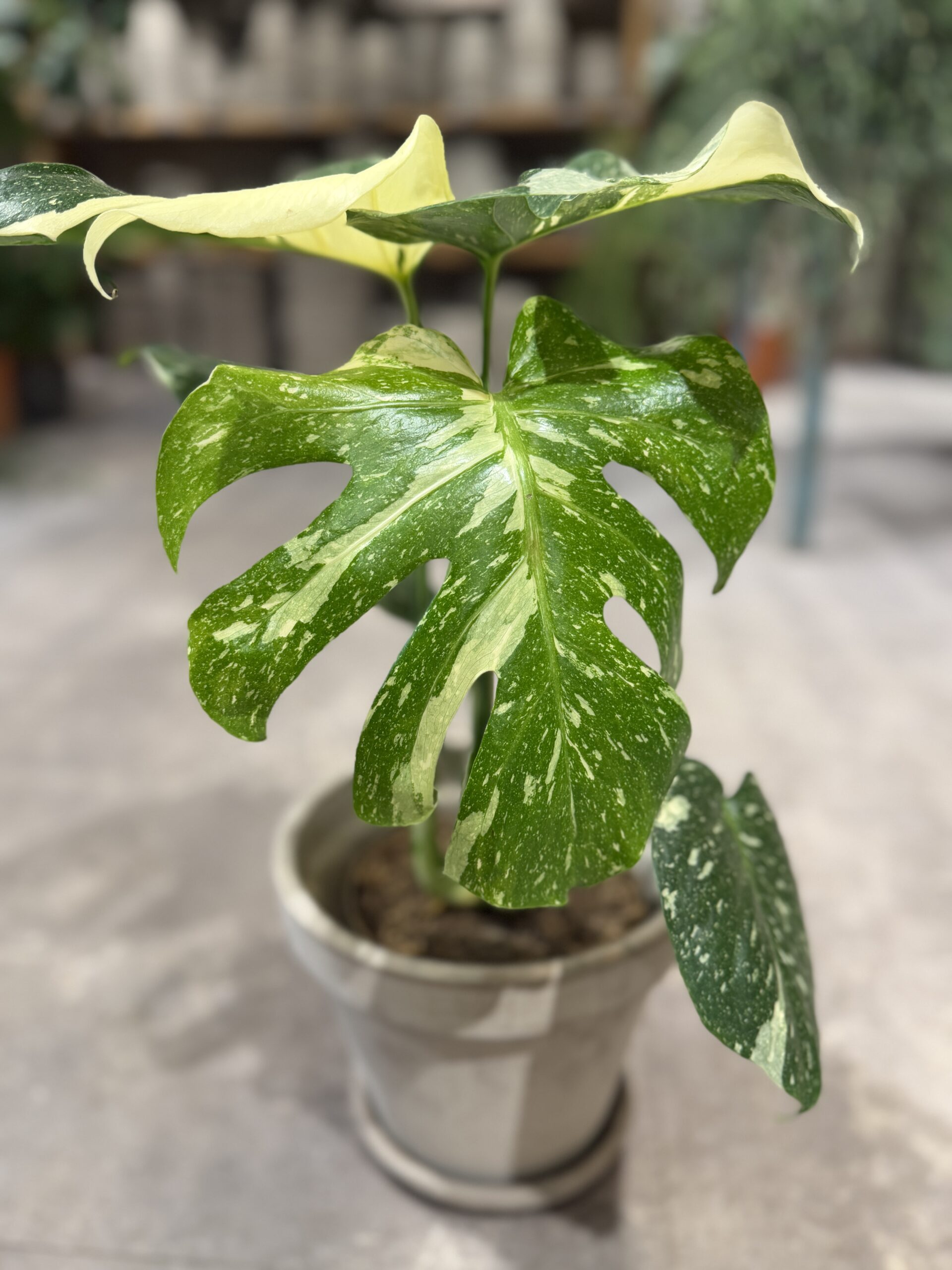 Monstera Thai Constellation - Køb Monstera - Happyflower -dk