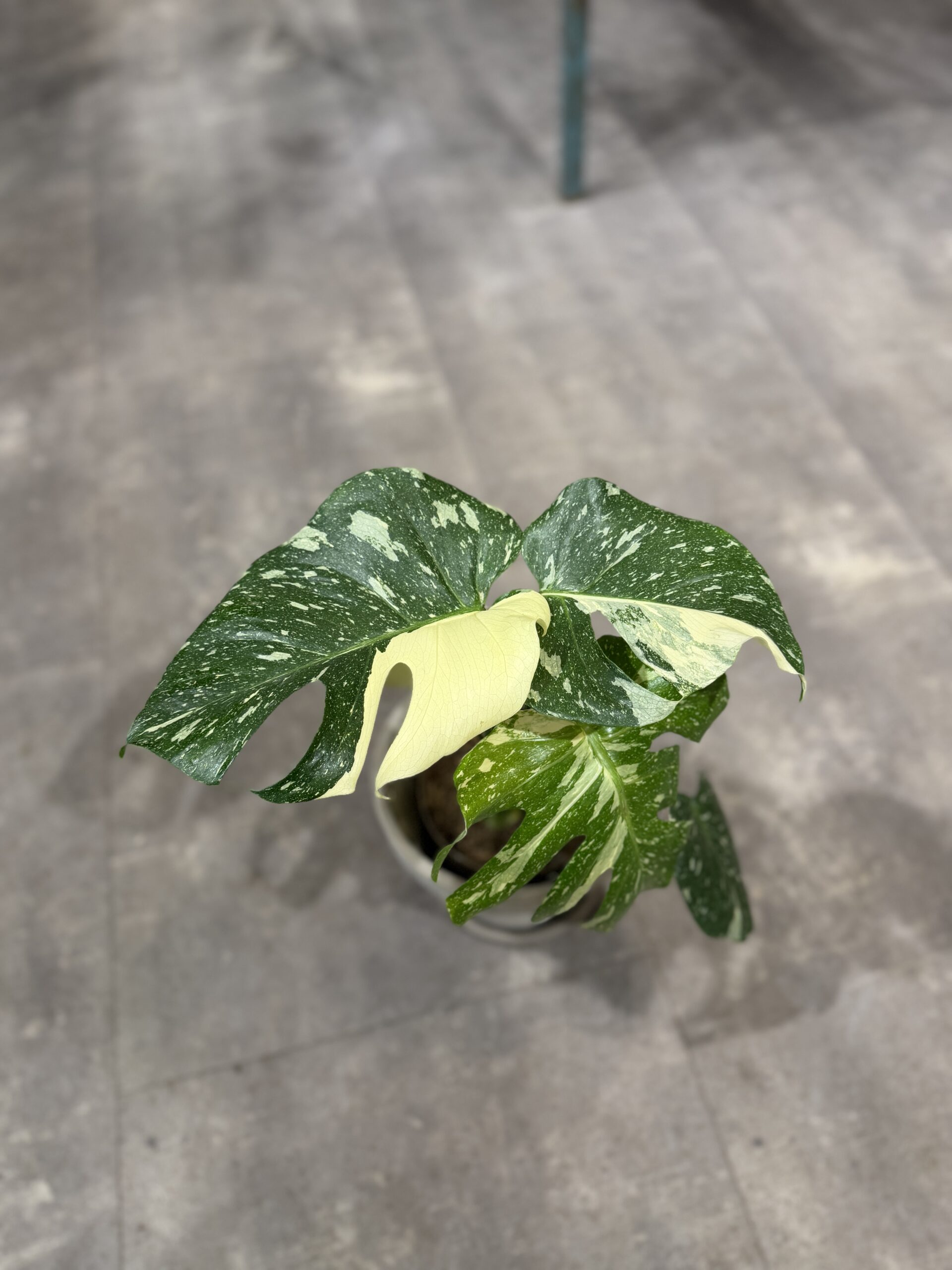 Monstera Thai Constellation - Monstera blad - Happyflower -dk