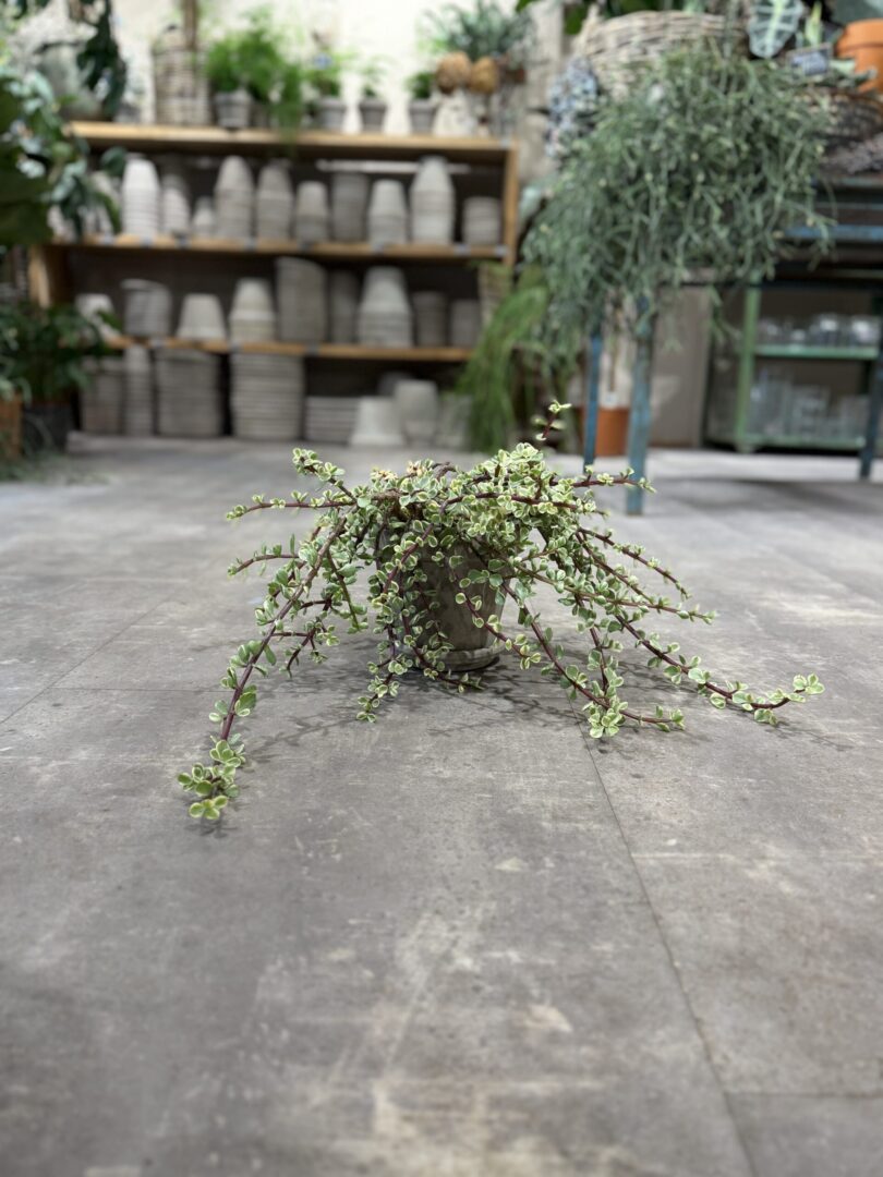 Portulacaria Variegata - Happyflower-dk