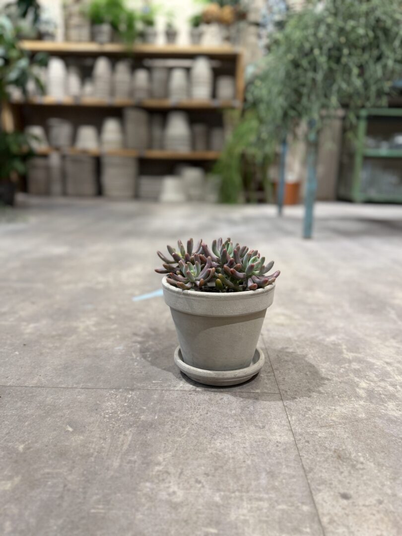 Sedum - Happyflower-dk