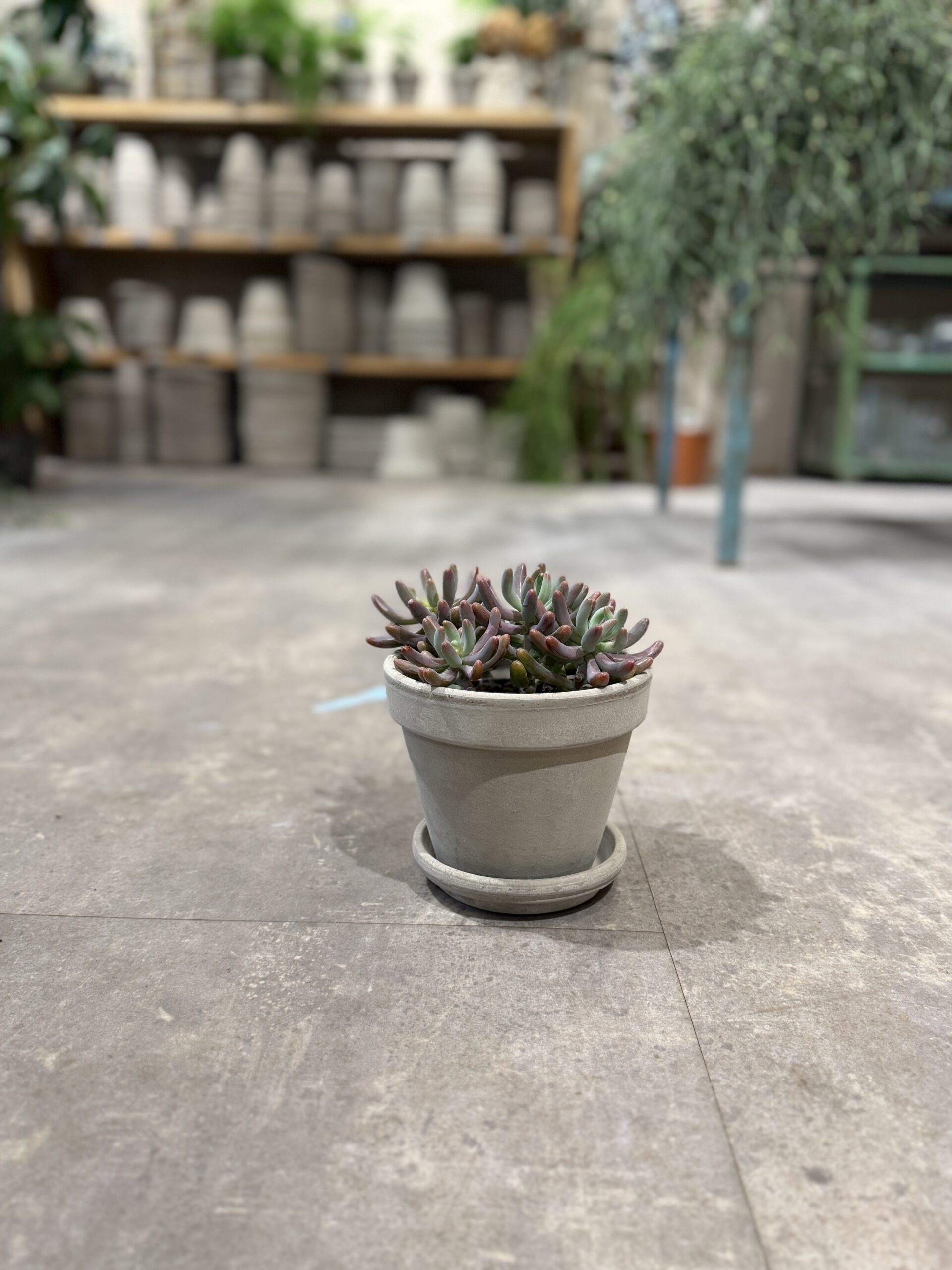 Sedum - Happyflower-dk