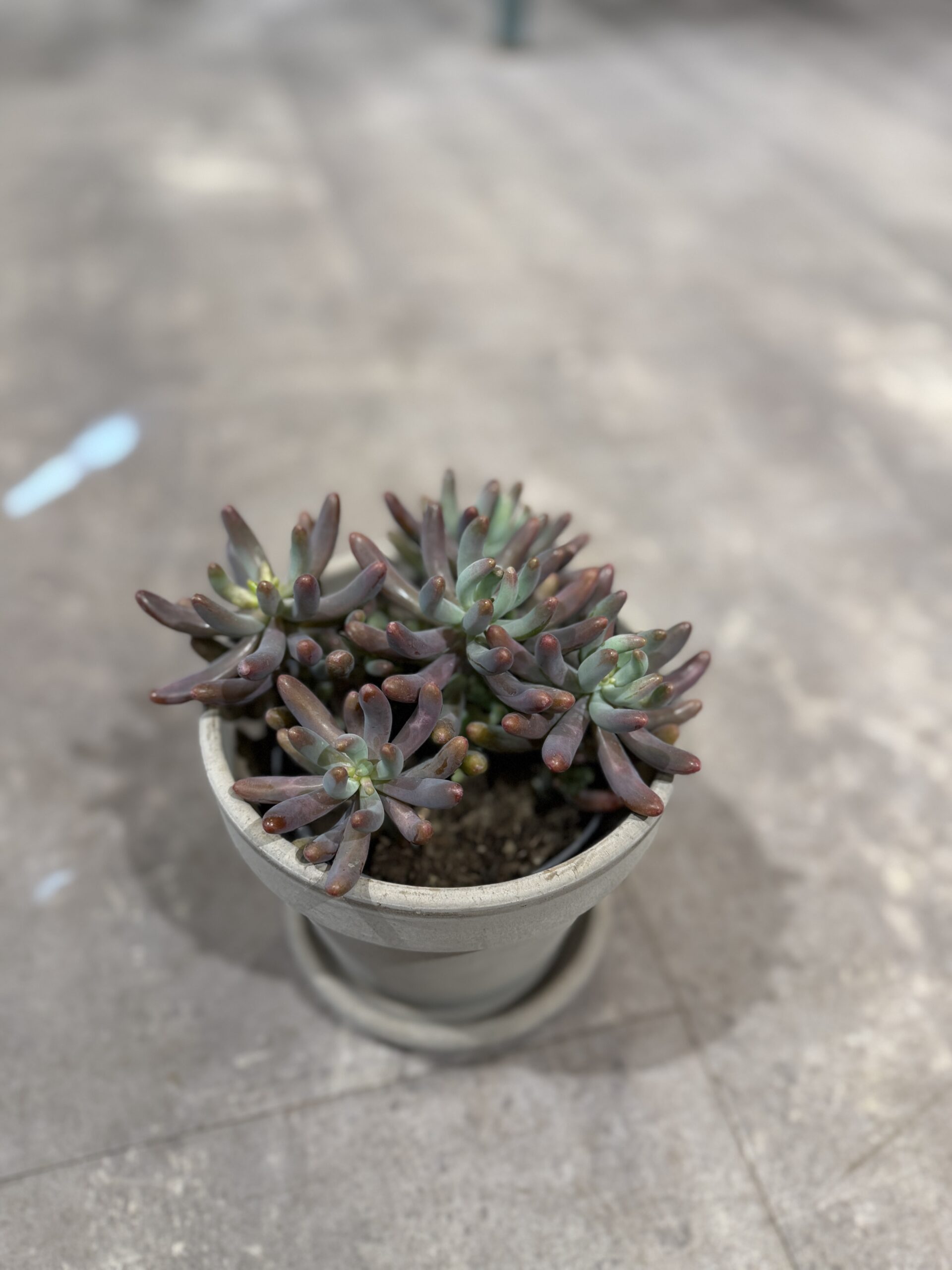 Sedum - Køb stueplanter - Happyflower-dk