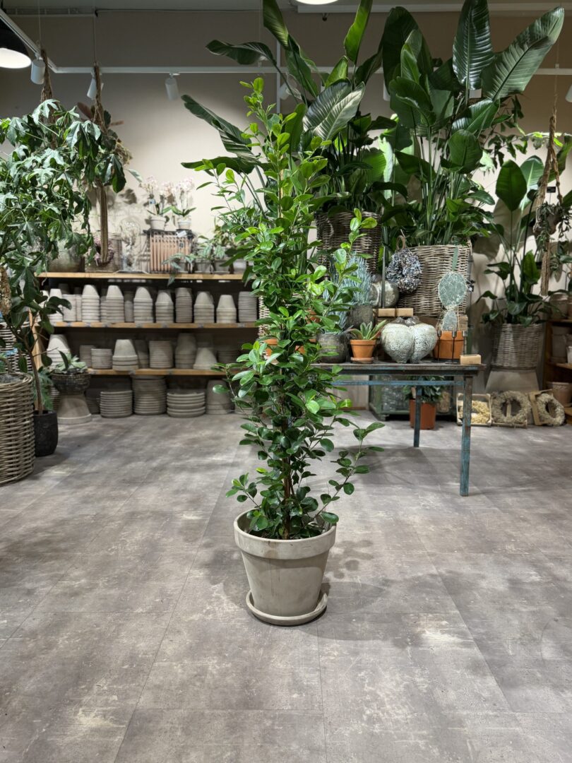 Laurbærfigen (Ficus Microcarpa) - Happyflower-dk