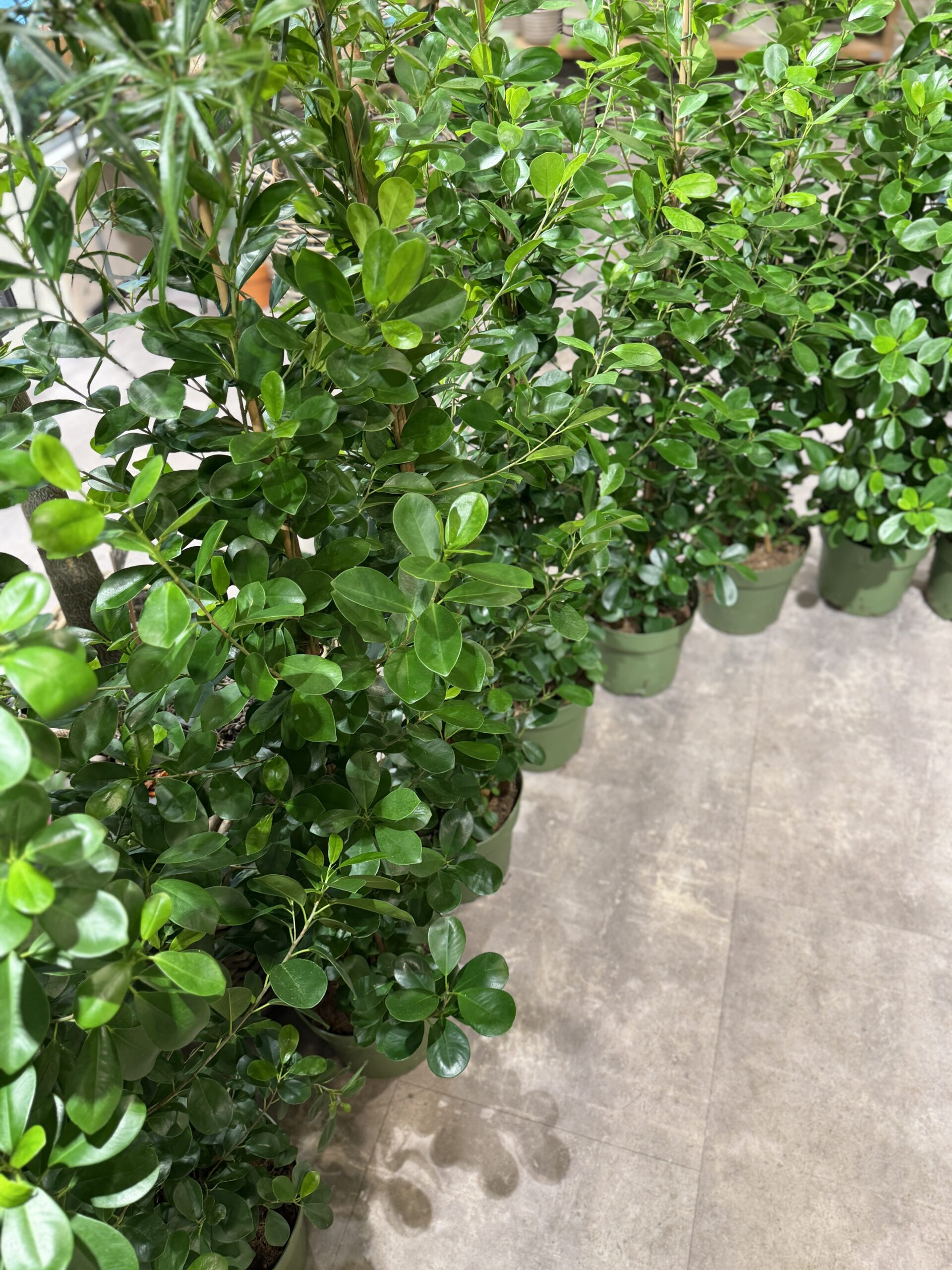 Laurbærfigen blade (Ficus Microcarpa) - Happyflower-dk
