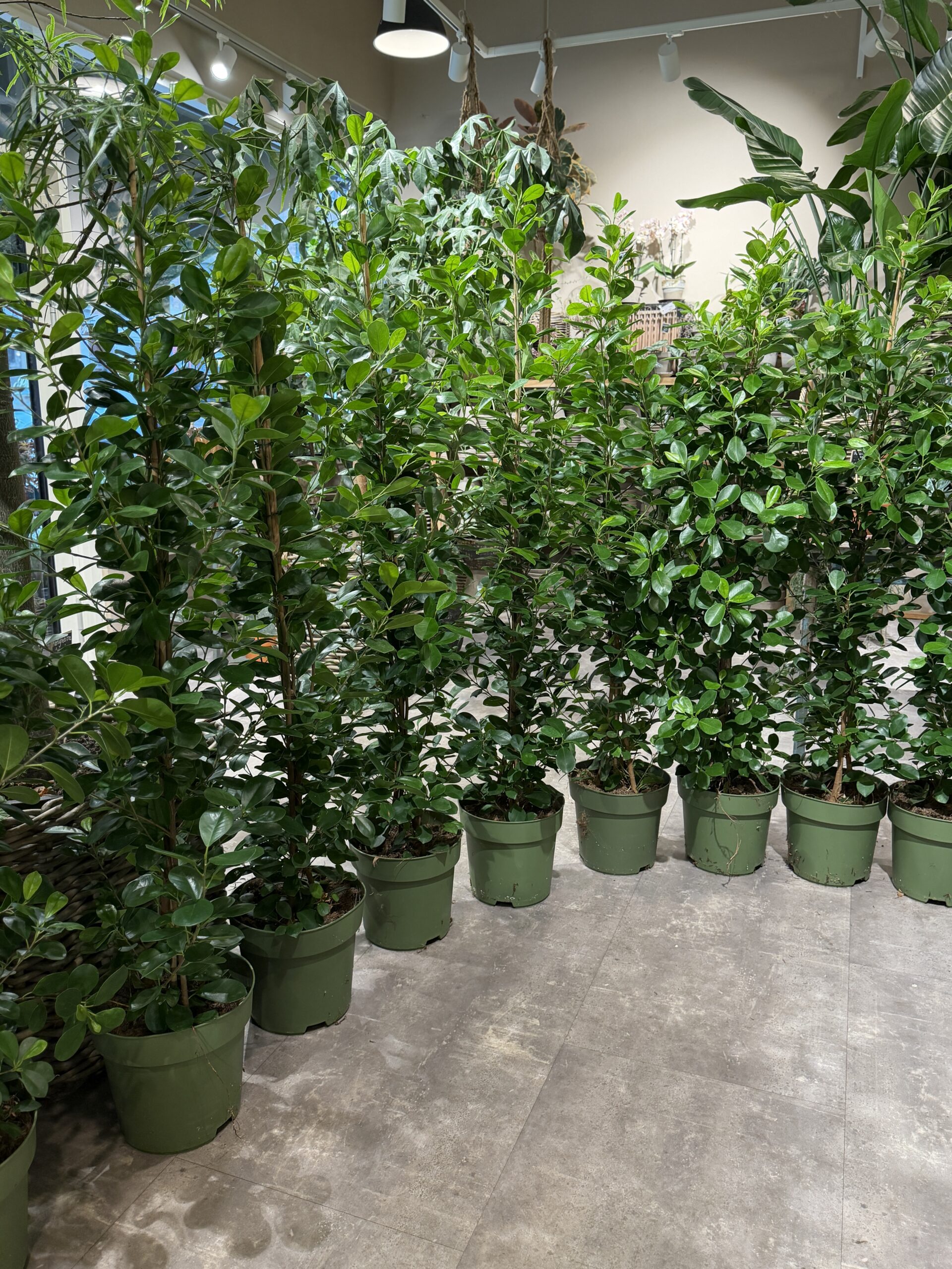Laurbærfigen grønne stueplanter (Ficus Microcarpa) - Happyflower-dk
