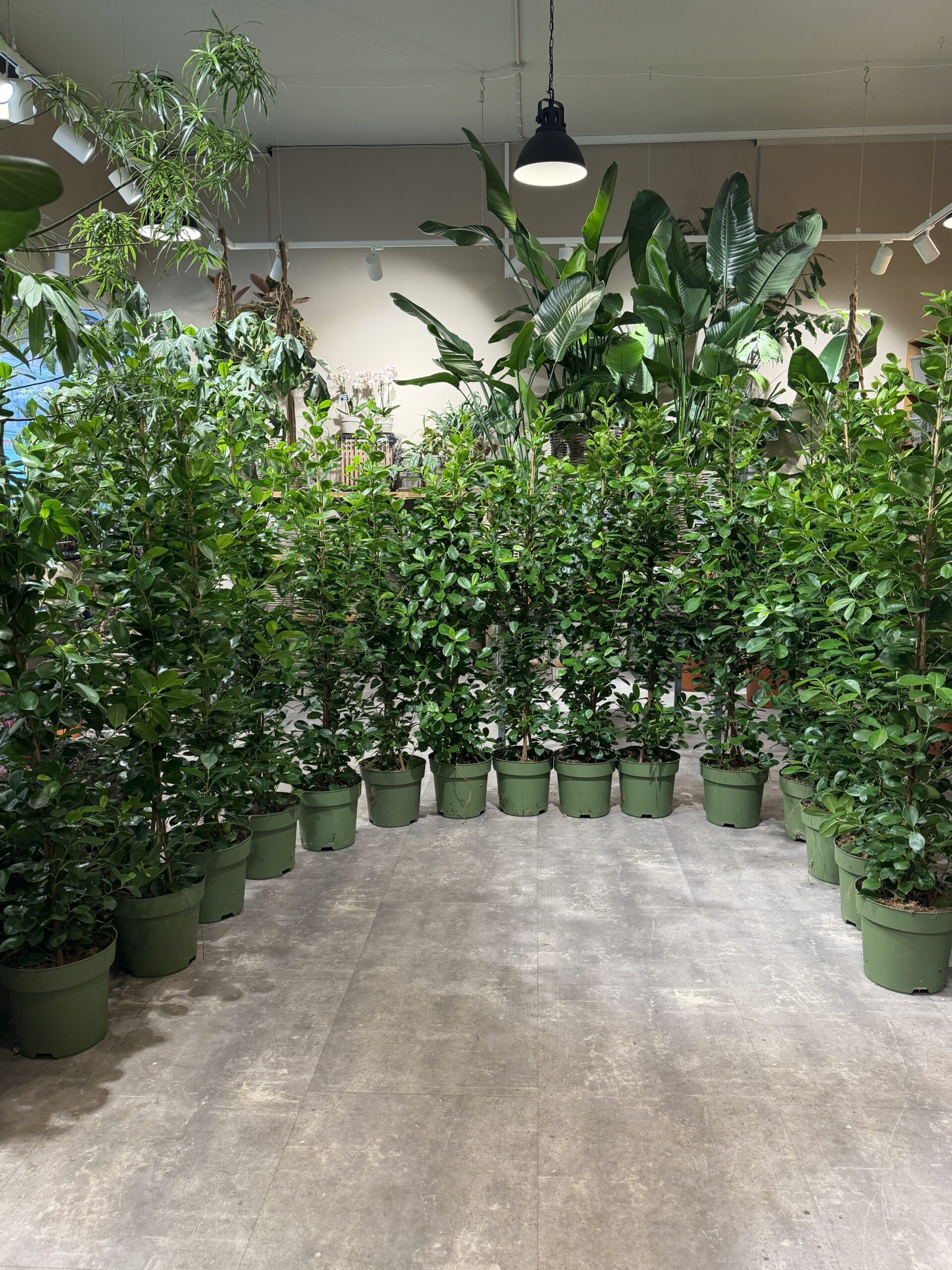 Laurbærfigen grønne stueplanter billigt (Ficus Microcarpa) - Happyflower-dk