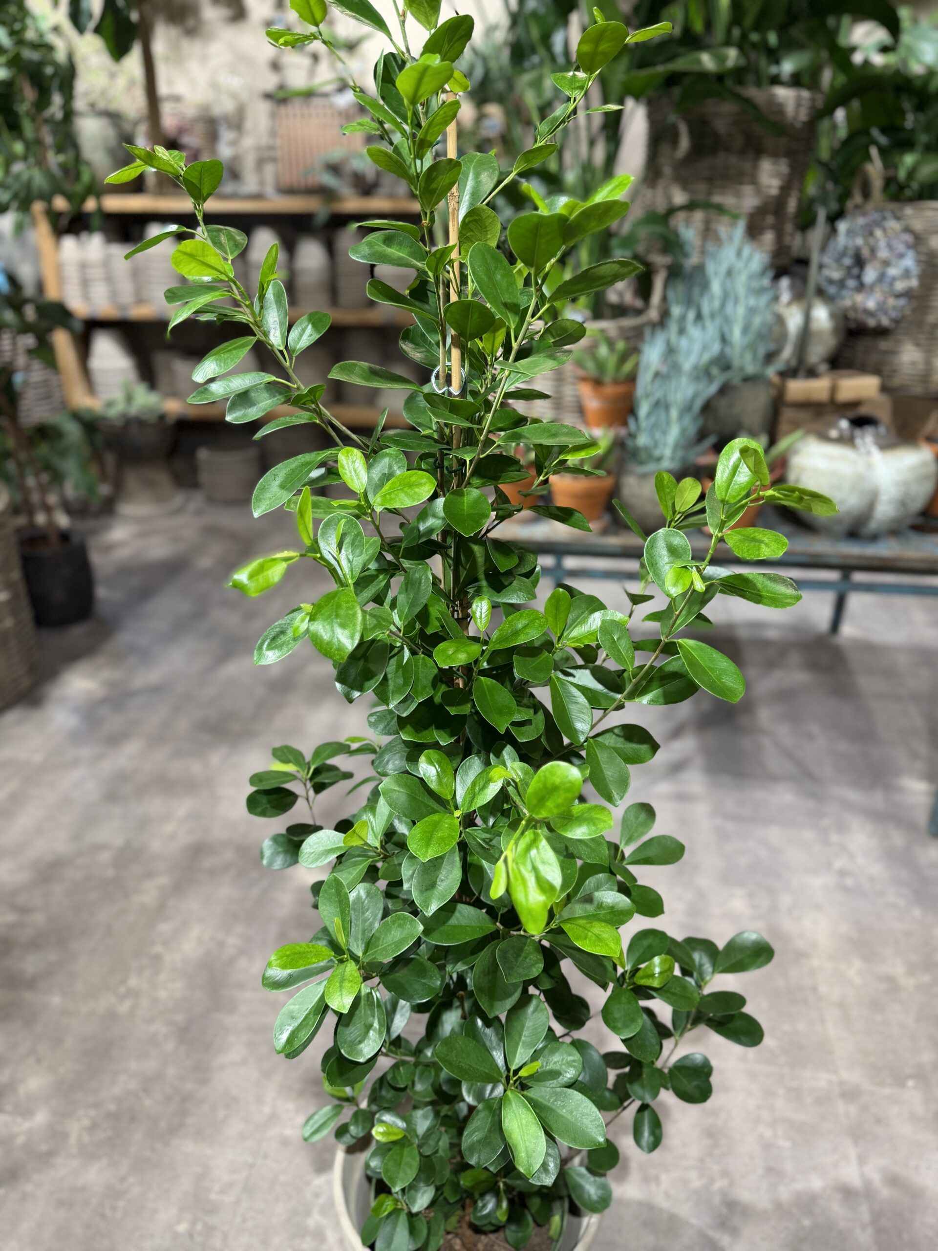 Laurbærfigen med grønne blade (Ficus Microcarpa) - Happyflower-dk