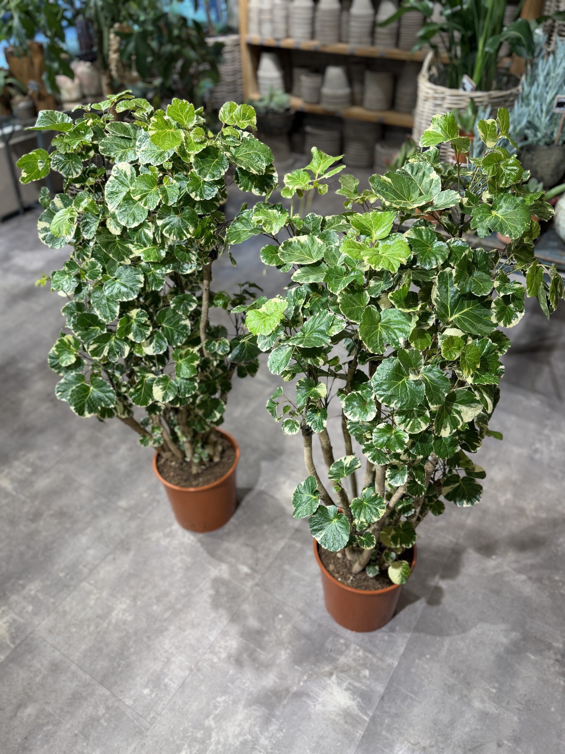 Polyscias Scutellaria Balfouri stueplanter blade - Happyflower-dk
