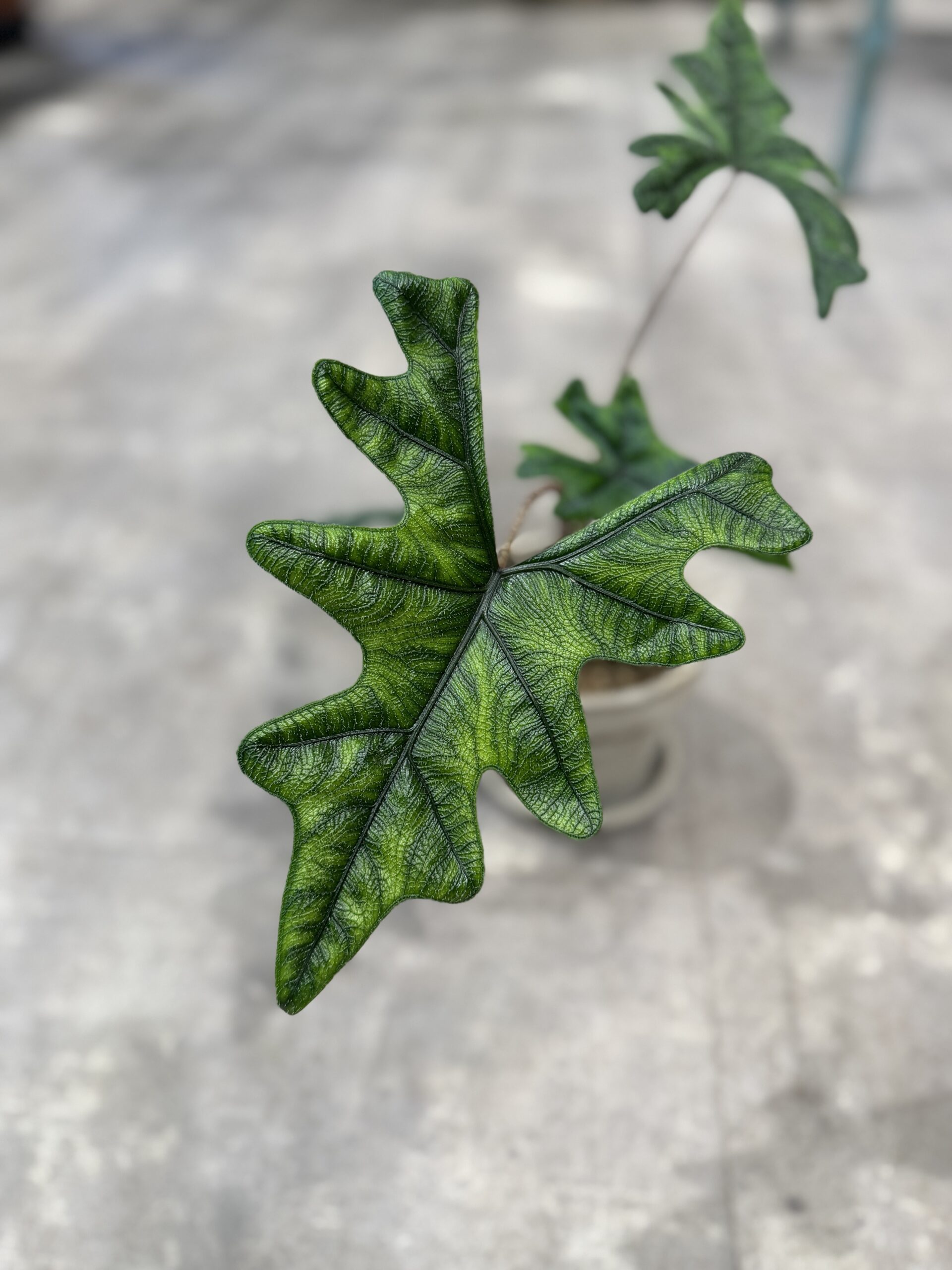 Alocasia hybrid - Grønt blad - Happyflower-dk