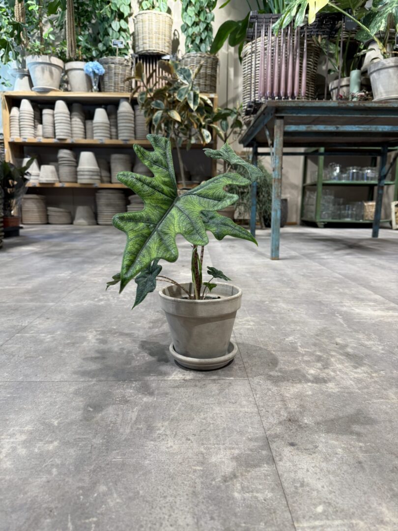 Alocasia hybrid - Happyflower-dk