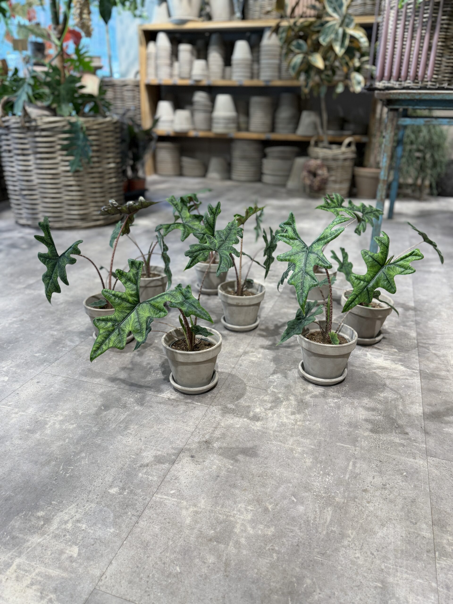 Alocasia hybrid - Køb grønne stueplanter - Happyflower-dk